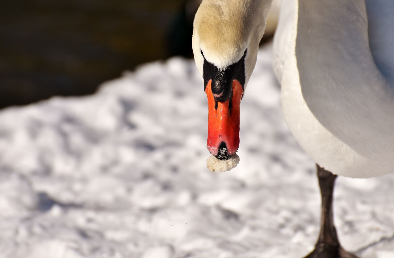 Nikon D7200 sample photo. Swan, waterfowl, poultry photography