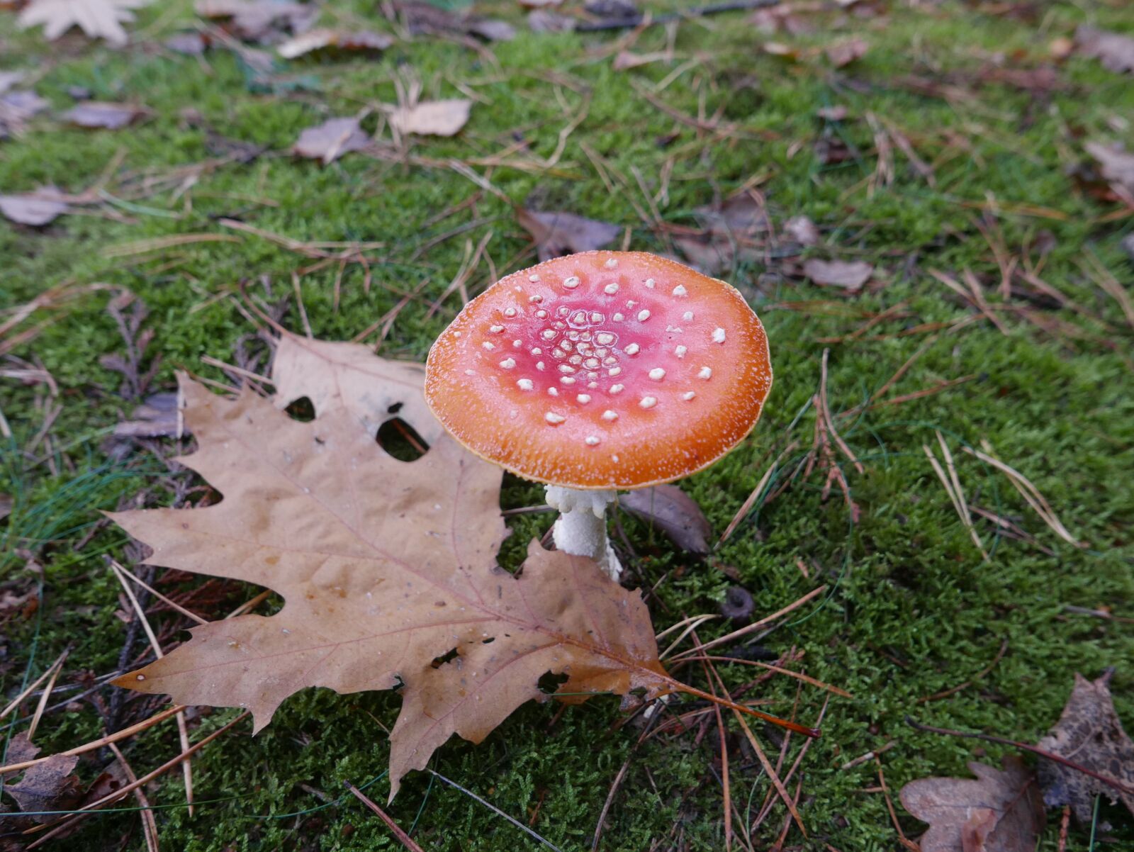 Panasonic Lumix DMC-LX100 sample photo. Toadstool, fungi, red photography