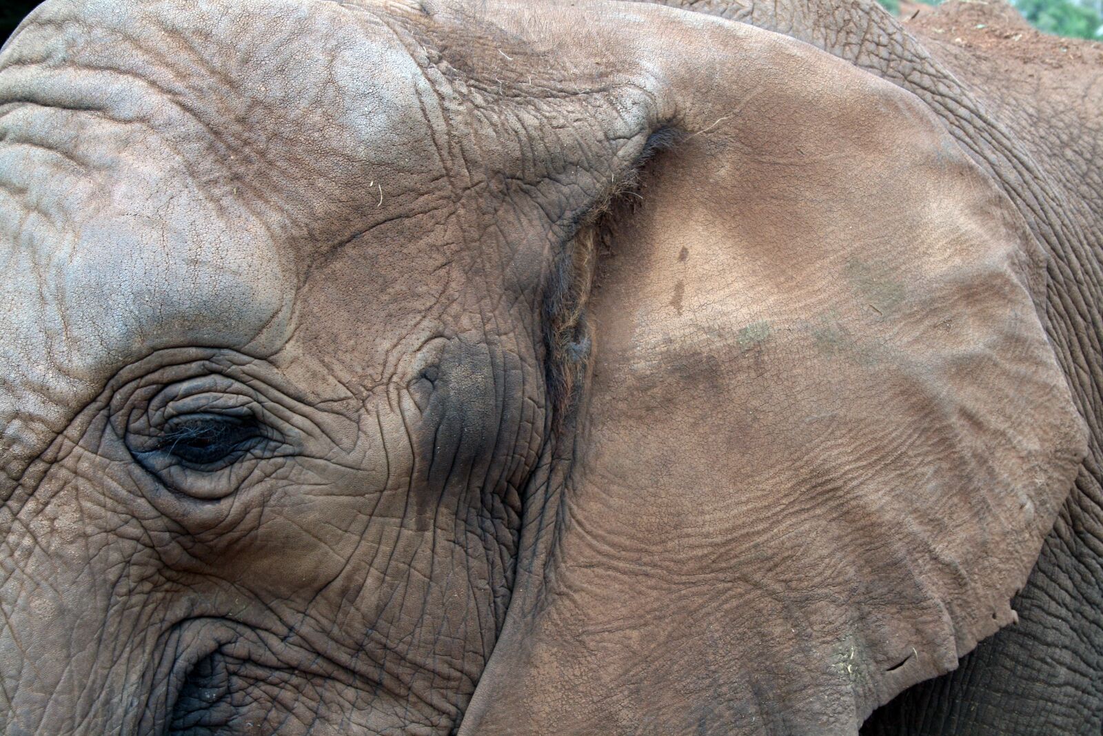 Canon EOS 400D (EOS Digital Rebel XTi / EOS Kiss Digital X) sample photo. African elephant, eye, ear photography