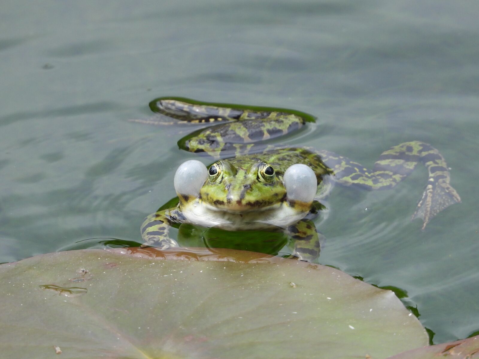Nikon Coolpix P1000 sample photo. Frog, pond, toad photography