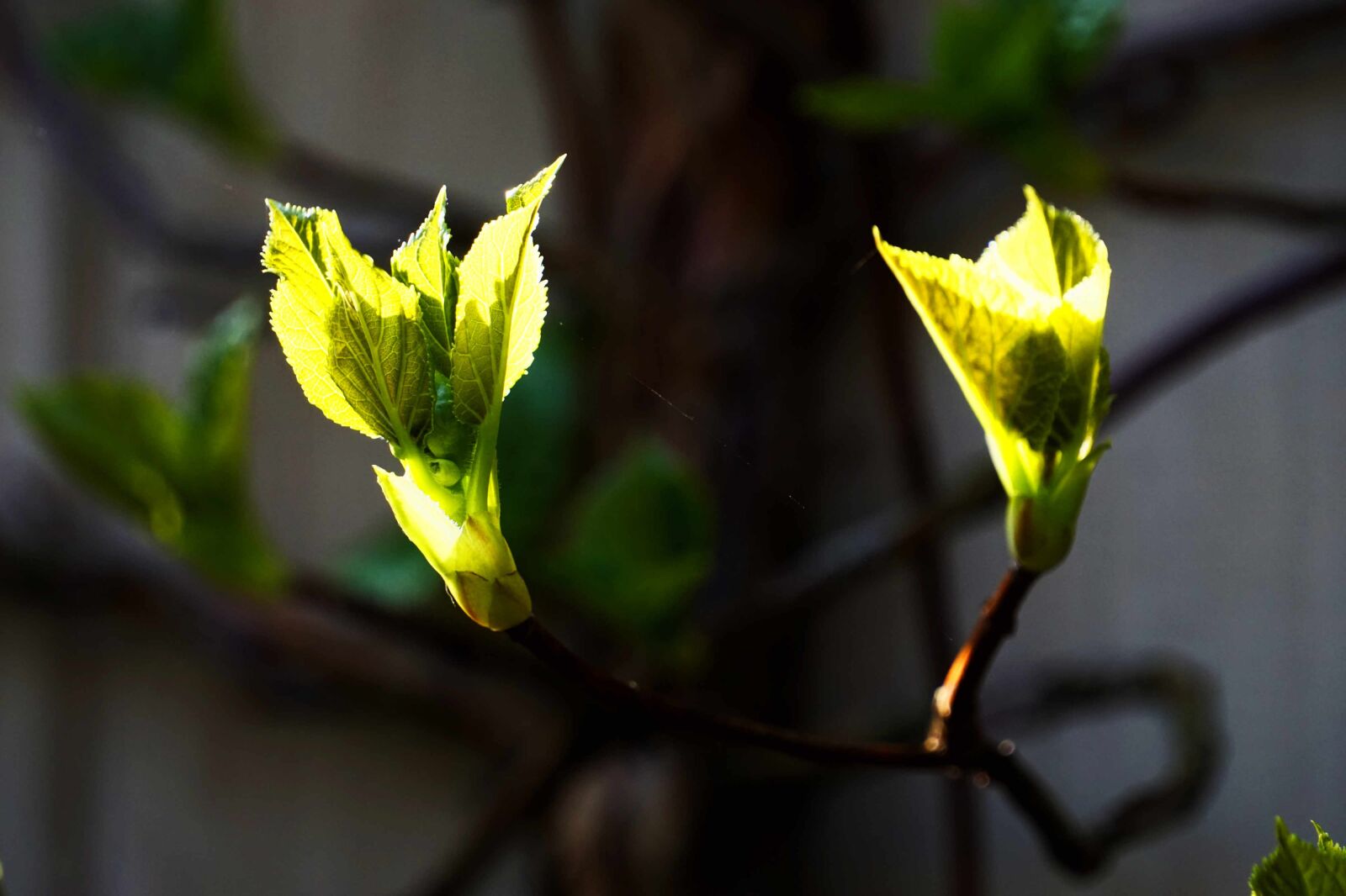 Sony E 55-210mm F4.5-6.3 OSS sample photo. Green, sun, leaves photography