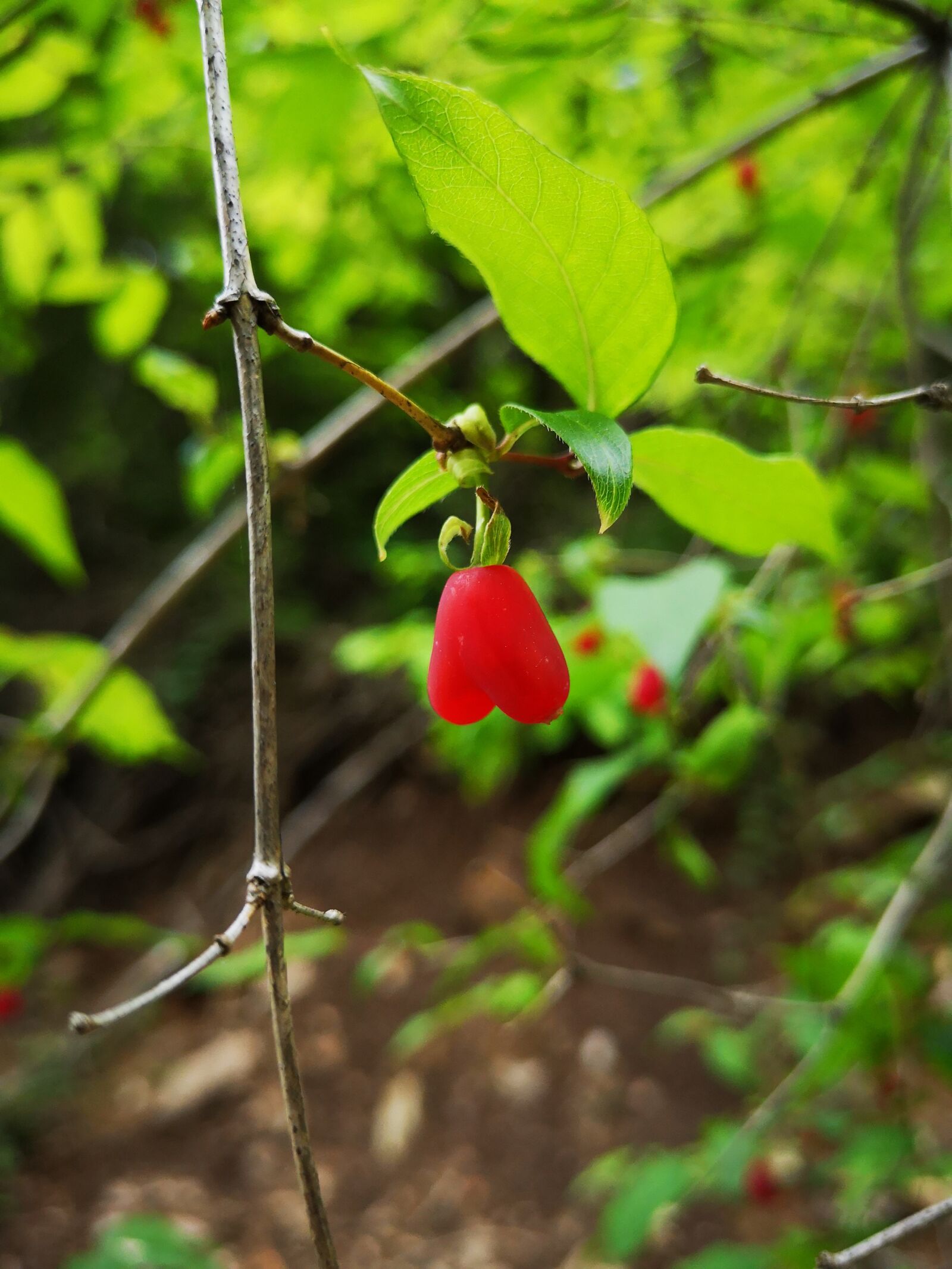 HUAWEI P20 sample photo. Love, red, plant photography