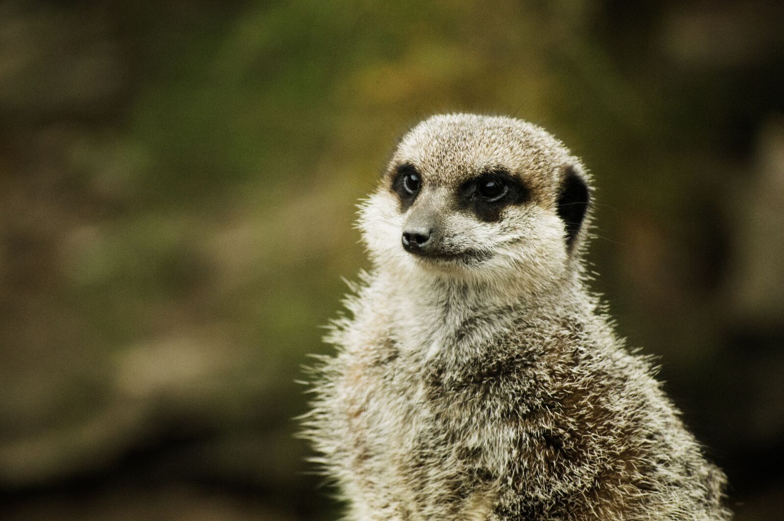 Nikon D3200 sample photo. Zoo, london, animal photography
