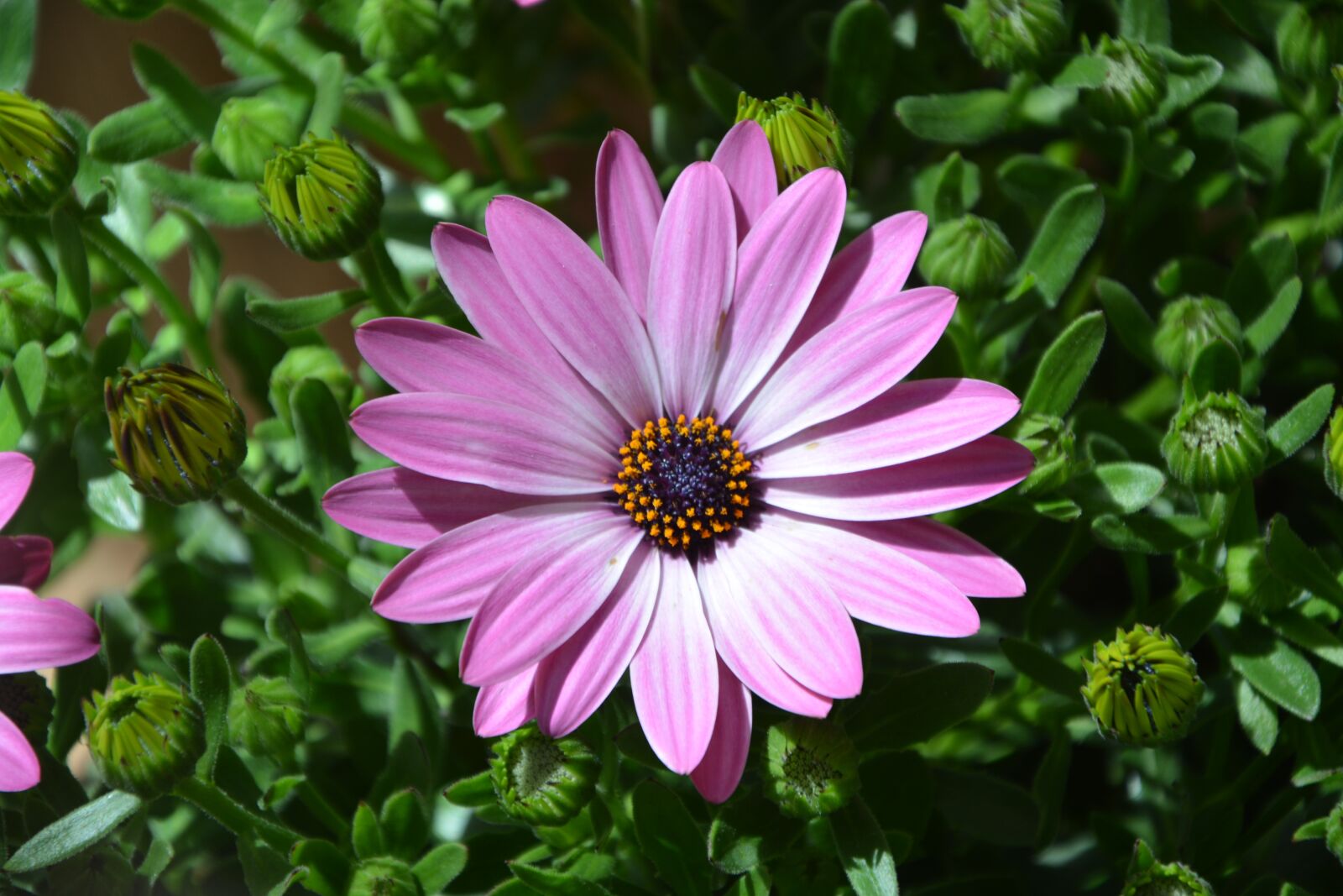 Nikon D5200 sample photo. Osteospernum flower, plant pink photography