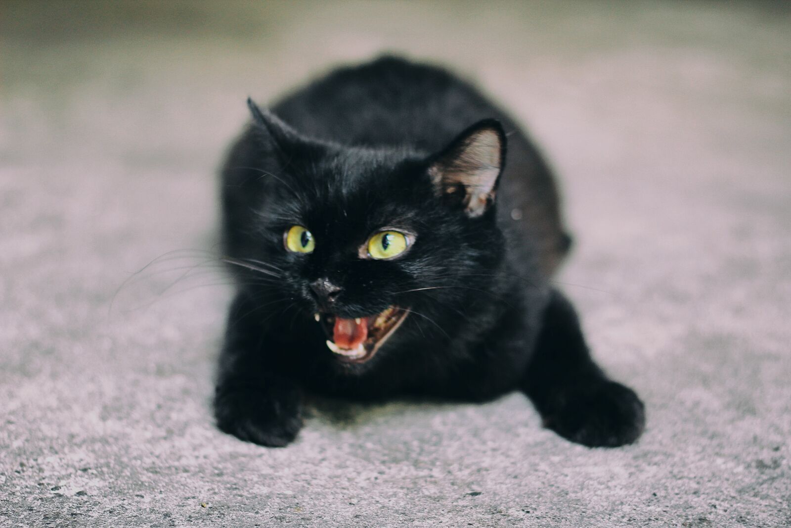 Canon EF 50mm F1.8 II sample photo. Cat, black, black cat photography