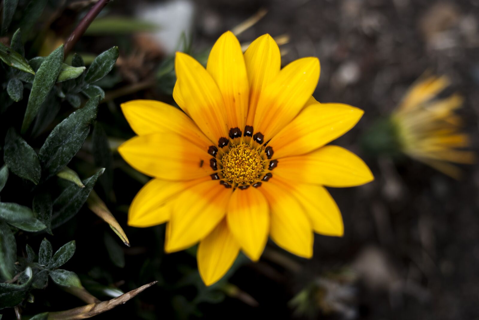 Nikon D60 sample photo. Nature, flower, plant photography