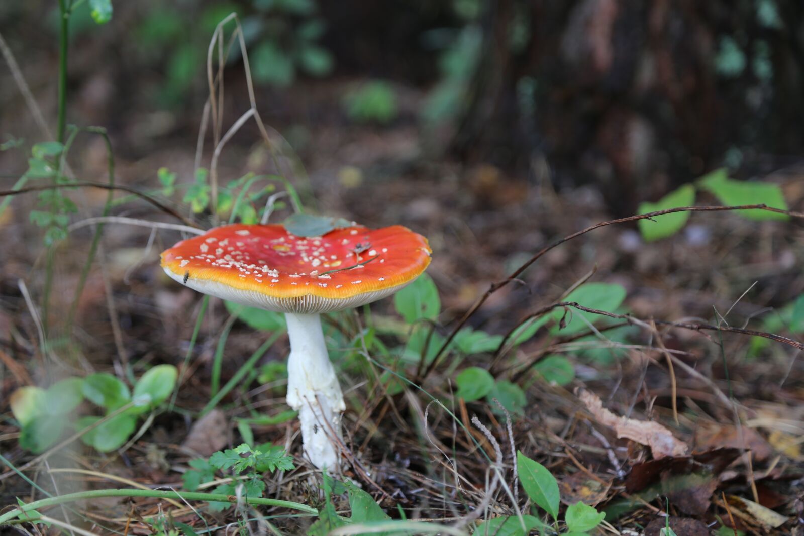Canon EOS 6D sample photo. Mushrooms, mushroom, nature photography