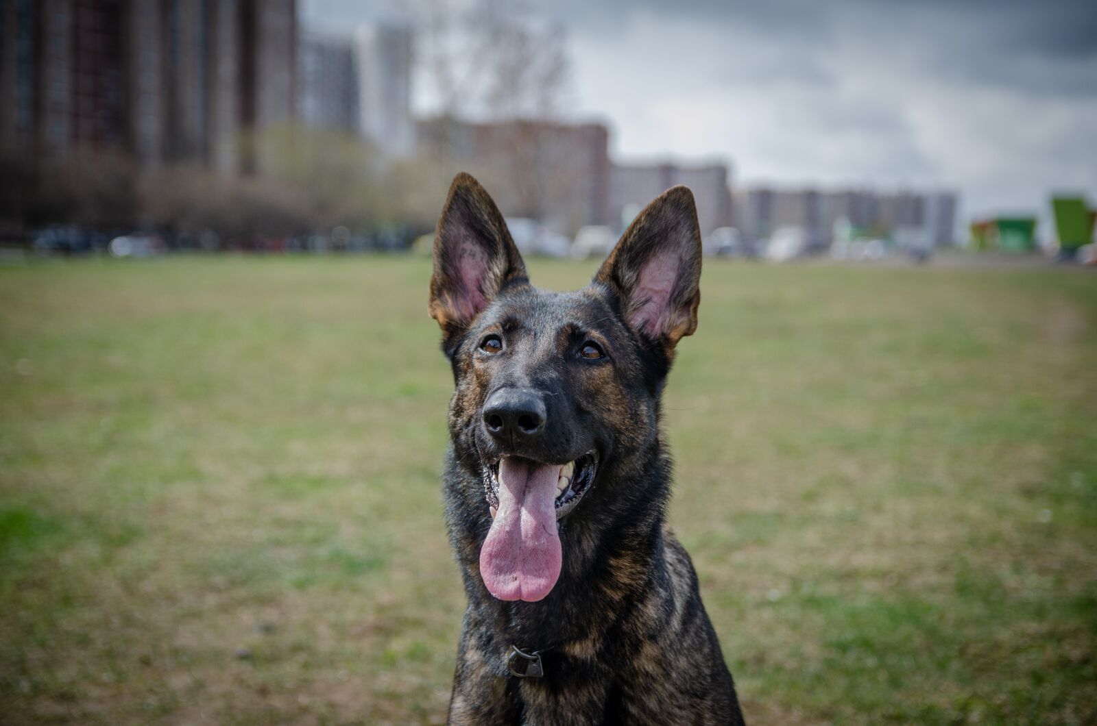 Nikon D5100 sample photo. Shepherd, remarkabke, dog photography