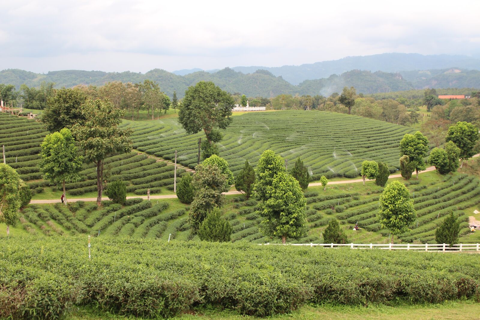Canon EOS 700D (EOS Rebel T5i / EOS Kiss X7i) sample photo. Tea plantations, tea, the photography
