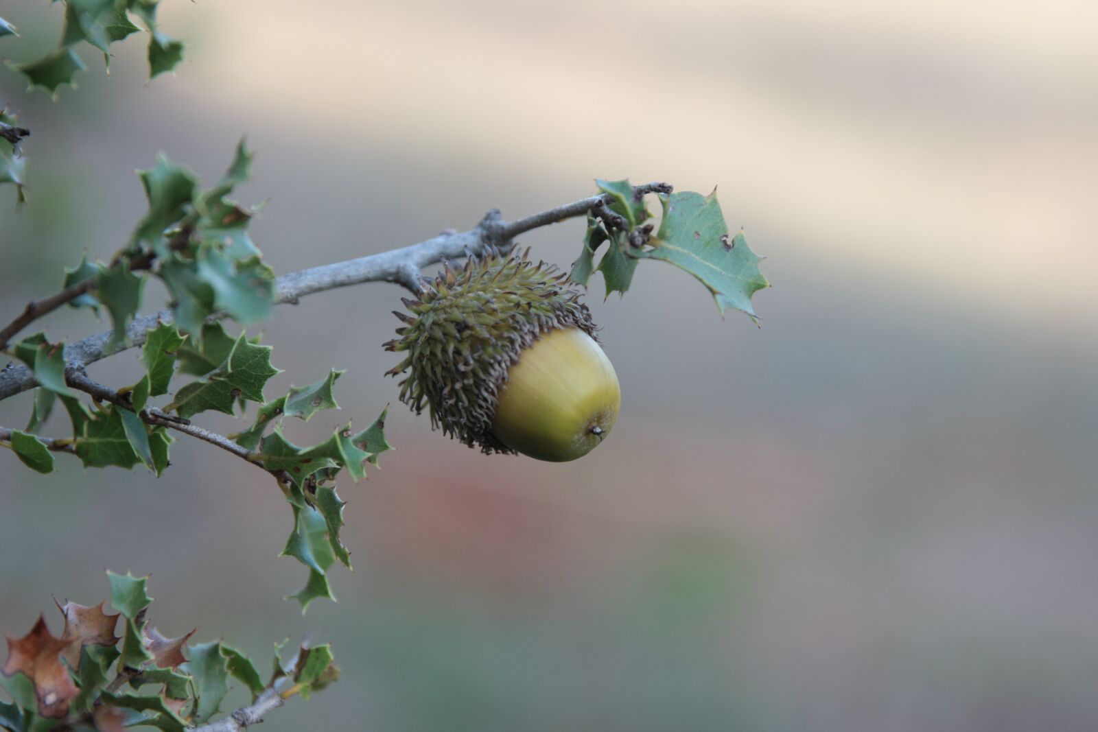 Canon EOS 550D (EOS Rebel T2i / EOS Kiss X4) sample photo. Bonito, wild plant, nature photography