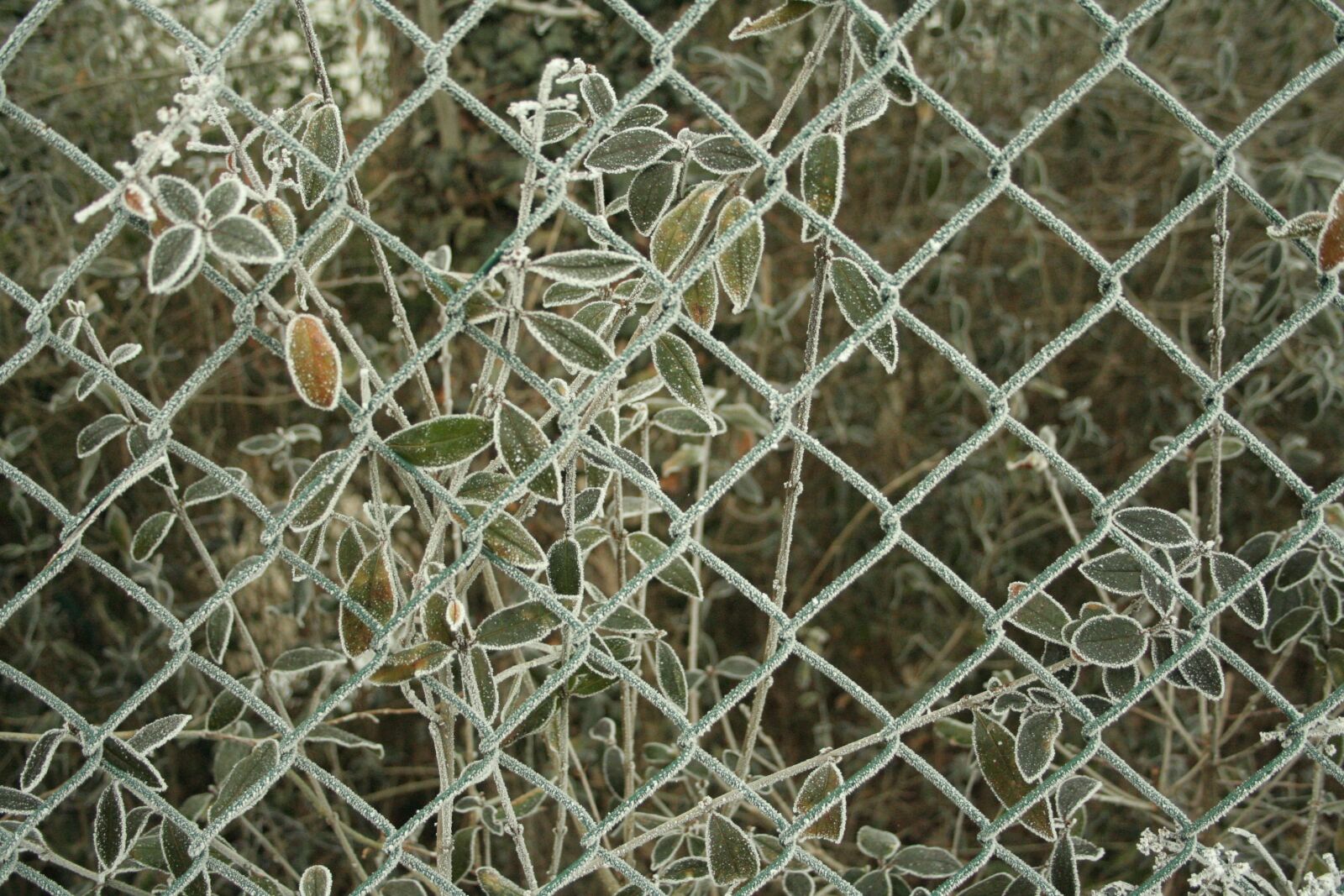 Canon EOS 350D (EOS Digital Rebel XT / EOS Kiss Digital N) sample photo. Fence, pattern, background photography