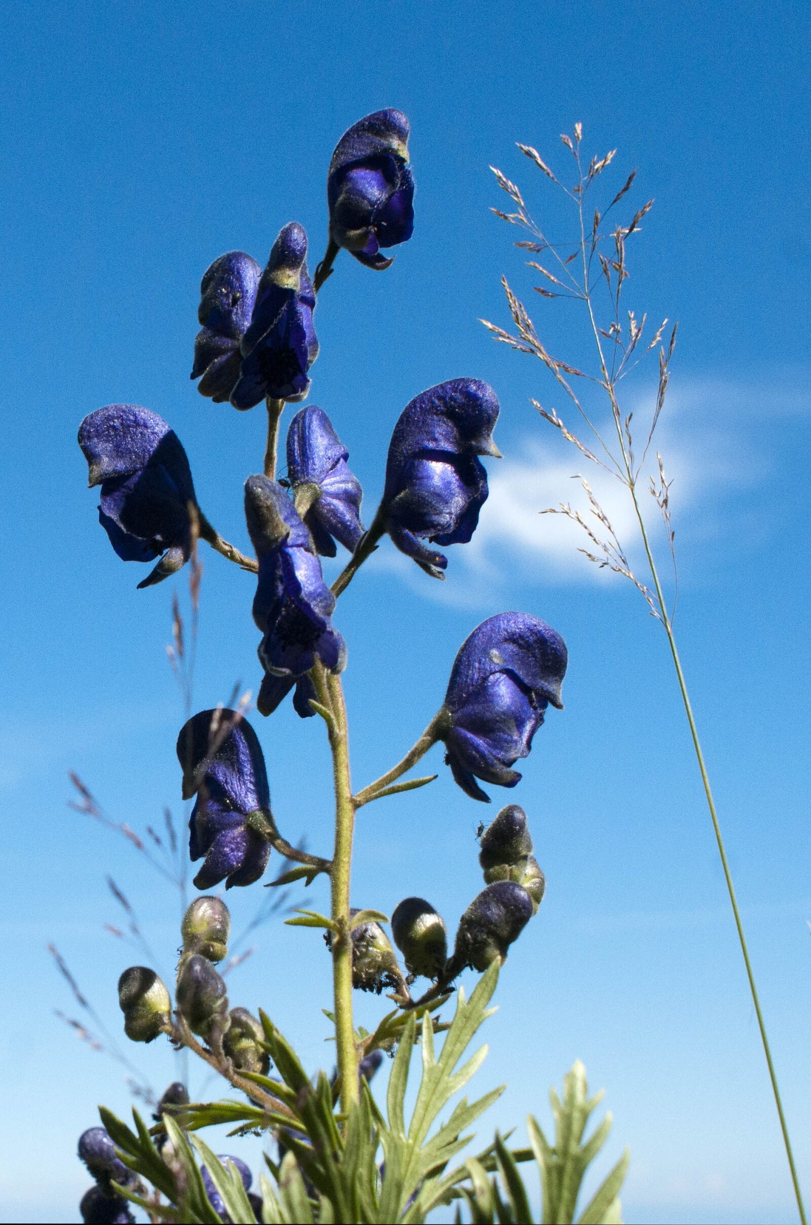 Sony Alpha DSLR-A700 sample photo. Flower, sky, nature photography