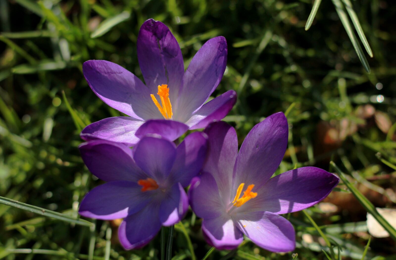 Canon EOS 600D (Rebel EOS T3i / EOS Kiss X5) + Canon EF 50mm F1.8 STM sample photo. Crocus, purple spring, spring photography