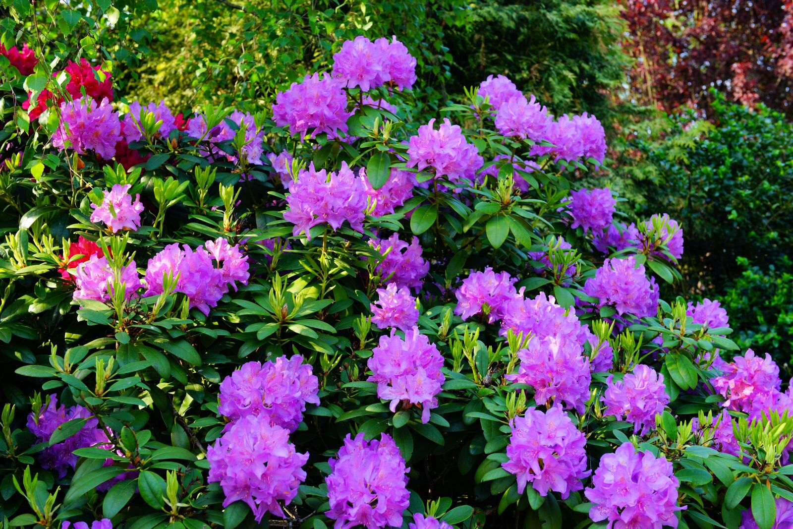 Sony a99 II + Sony Planar T* 50mm F1.4 ZA SSM sample photo. Azalea, rhododendron, flowers photography