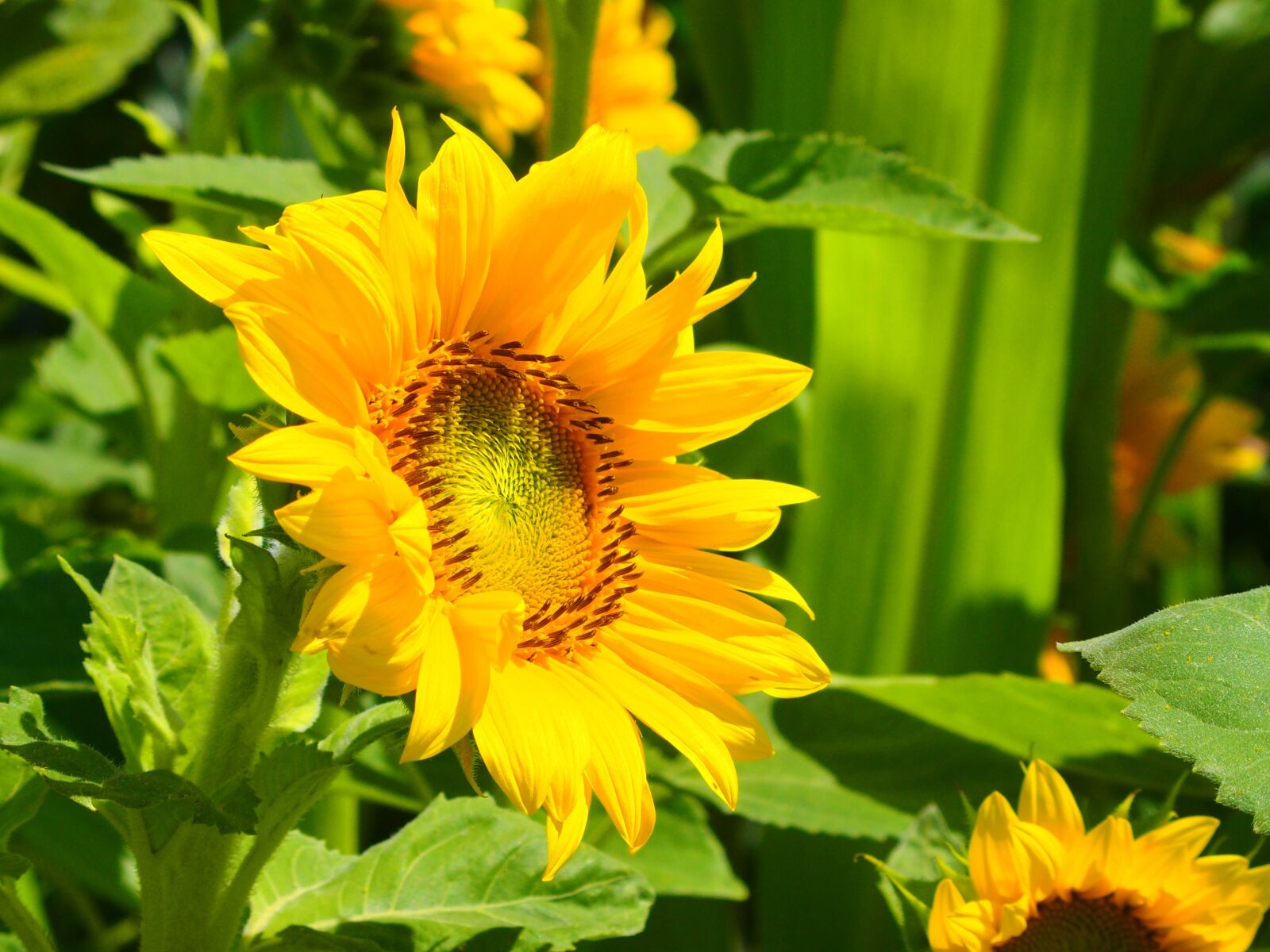 Olympus STYLUS1,1s sample photo. Sunflower, yellow, plant photography