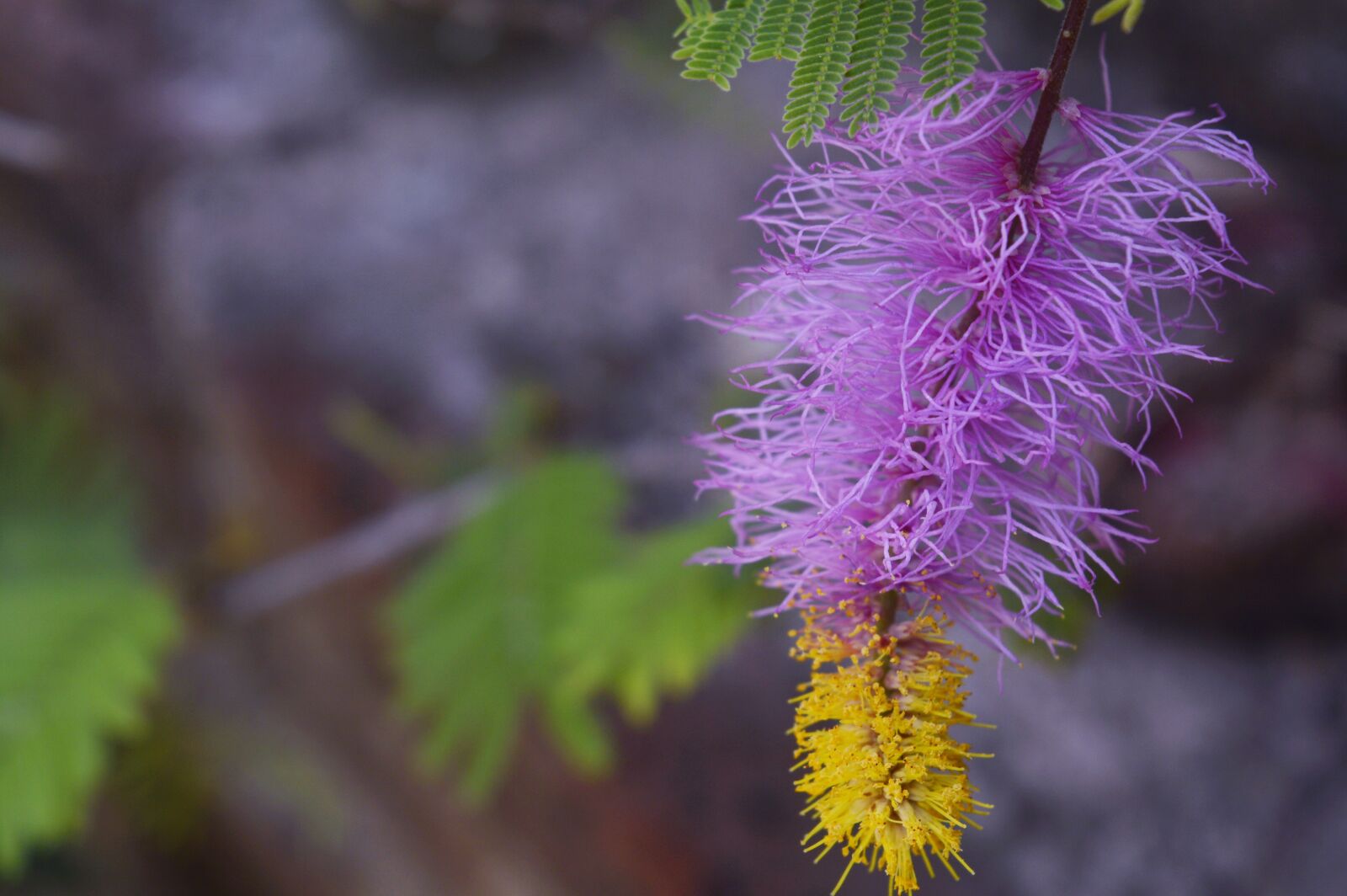 Nikon D3200 sample photo. Flower, love, pink photography