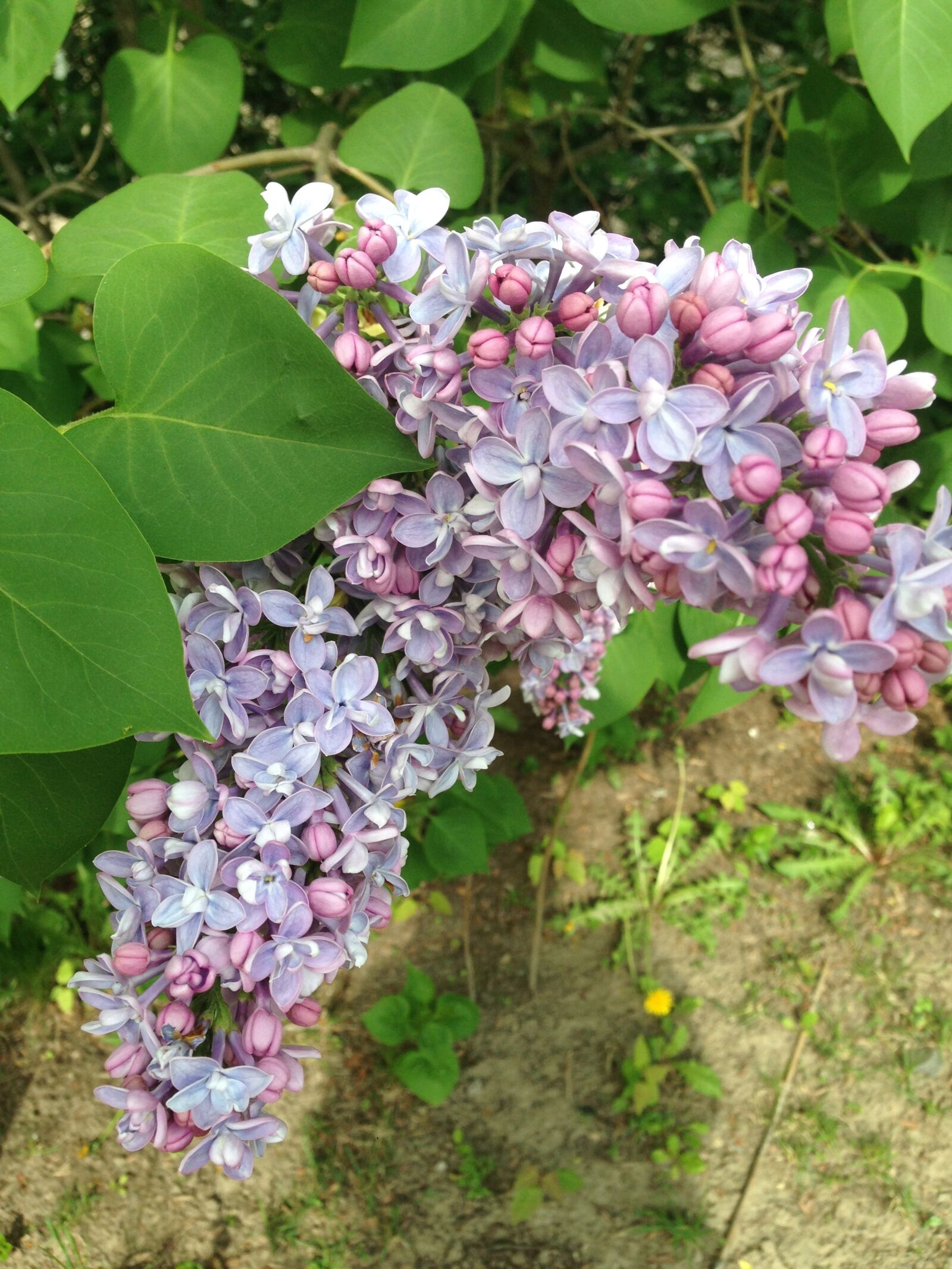 Apple iPhone 5 sample photo. Lilacs, flowers, purple photography