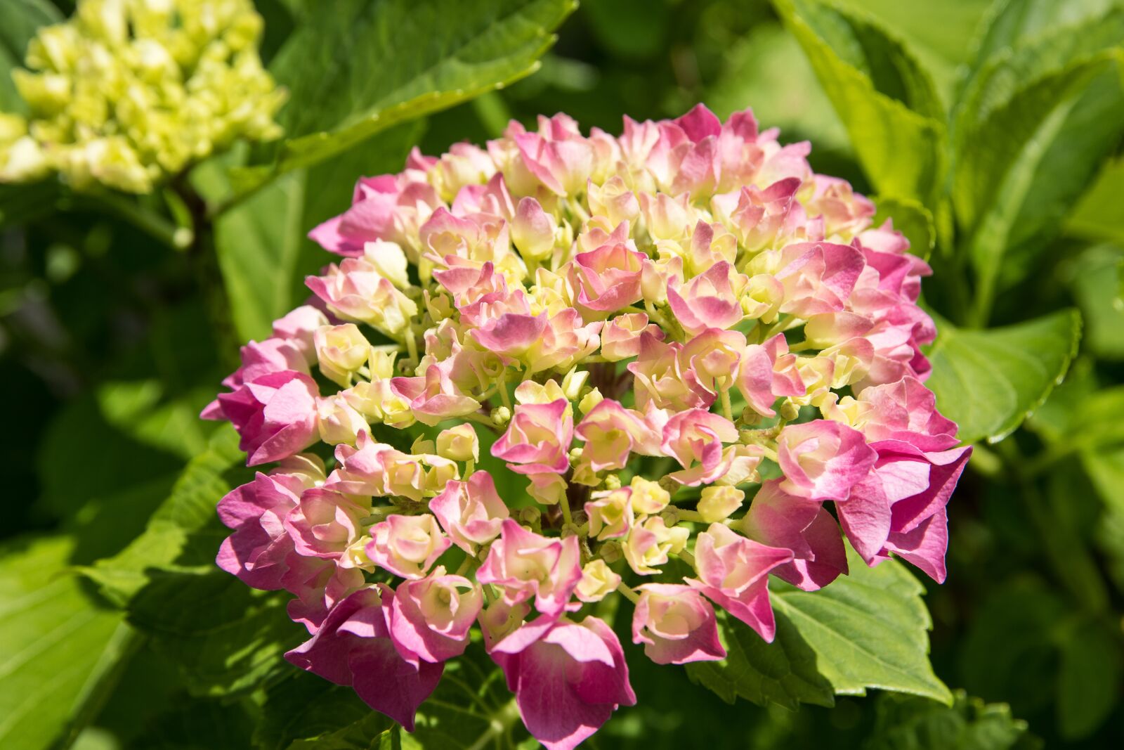 Canon EOS 80D sample photo. Hydrangea, pink, plant photography