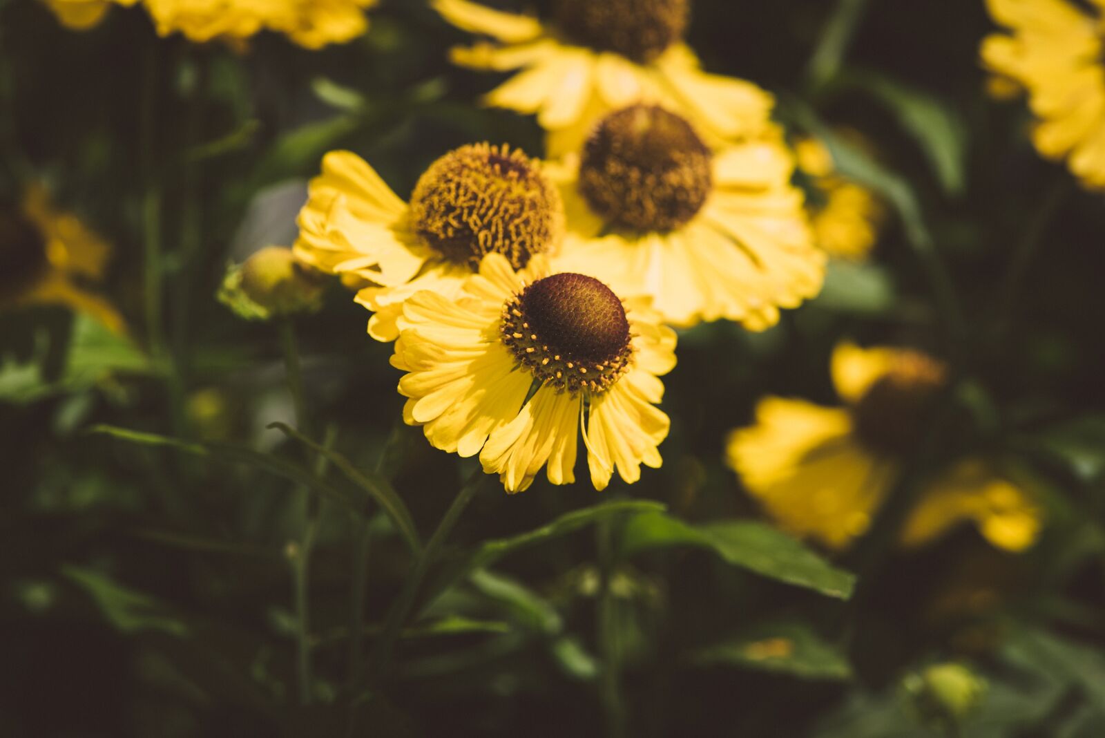 Nikon D750 sample photo. Flowers, yellow flowers, coneflowers photography