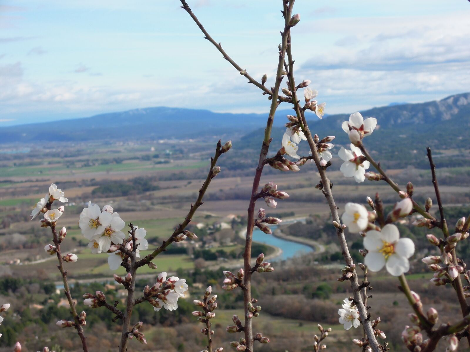 Nikon Coolpix P300 sample photo. Almond tree, luberon, winter photography