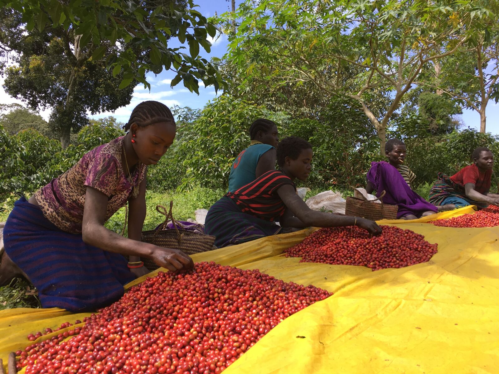 Apple iPhone 6s sample photo. Ethio, coffee, farm photography