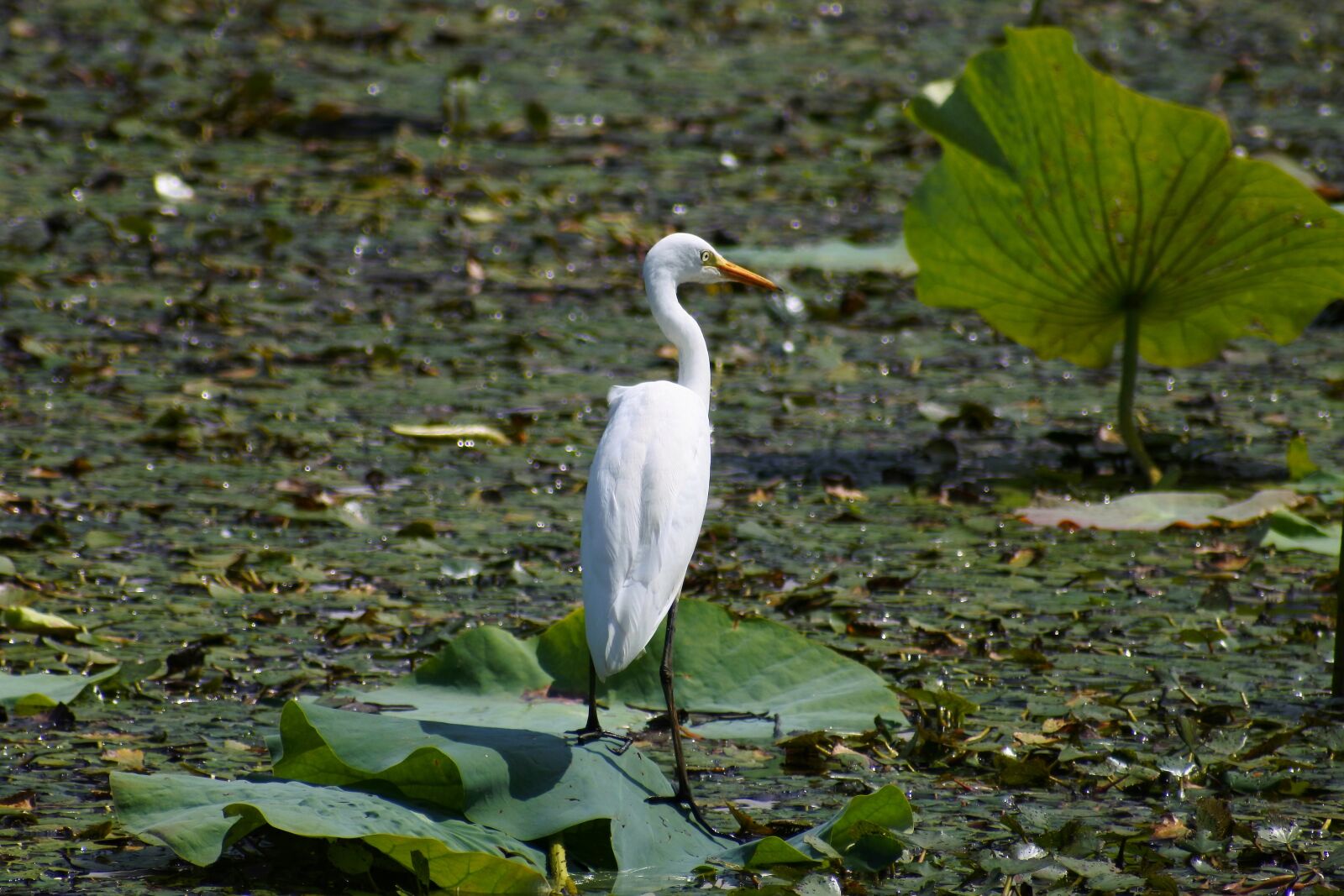 VR 70-300mm f/4.5-6.3G sample photo. Animal, pond, waterside photography