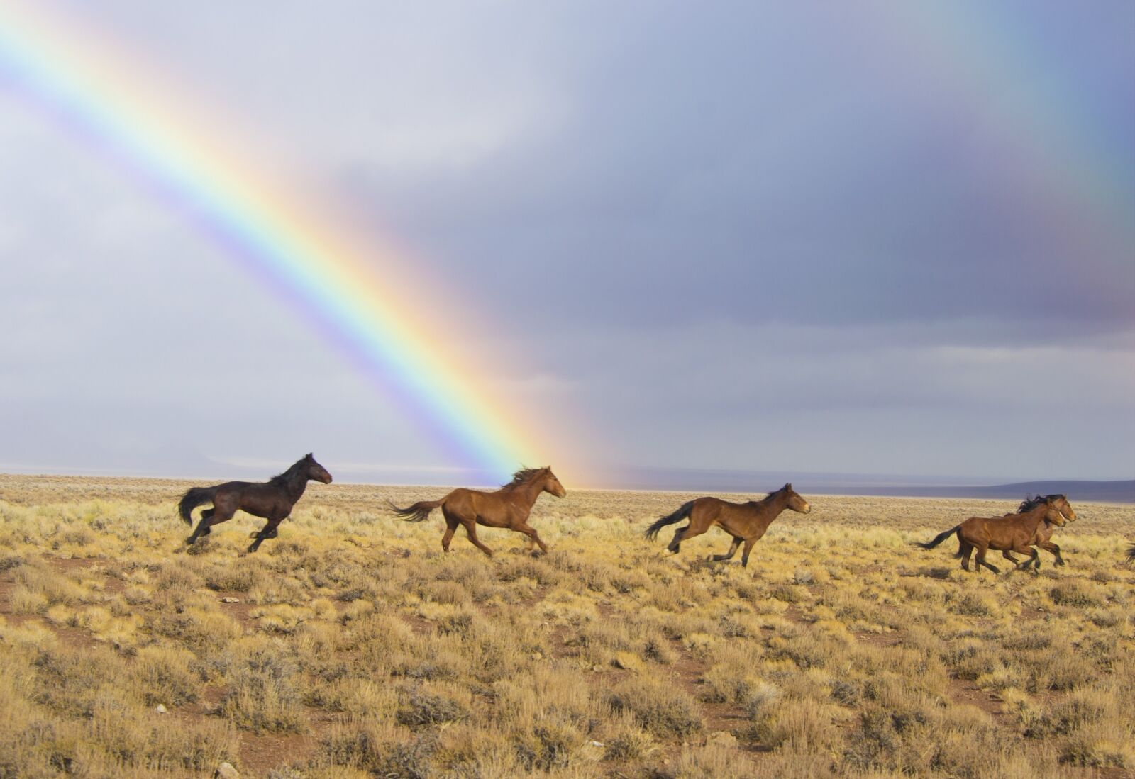 Nikon D3200 sample photo. Wild horses, rainbow, released photography