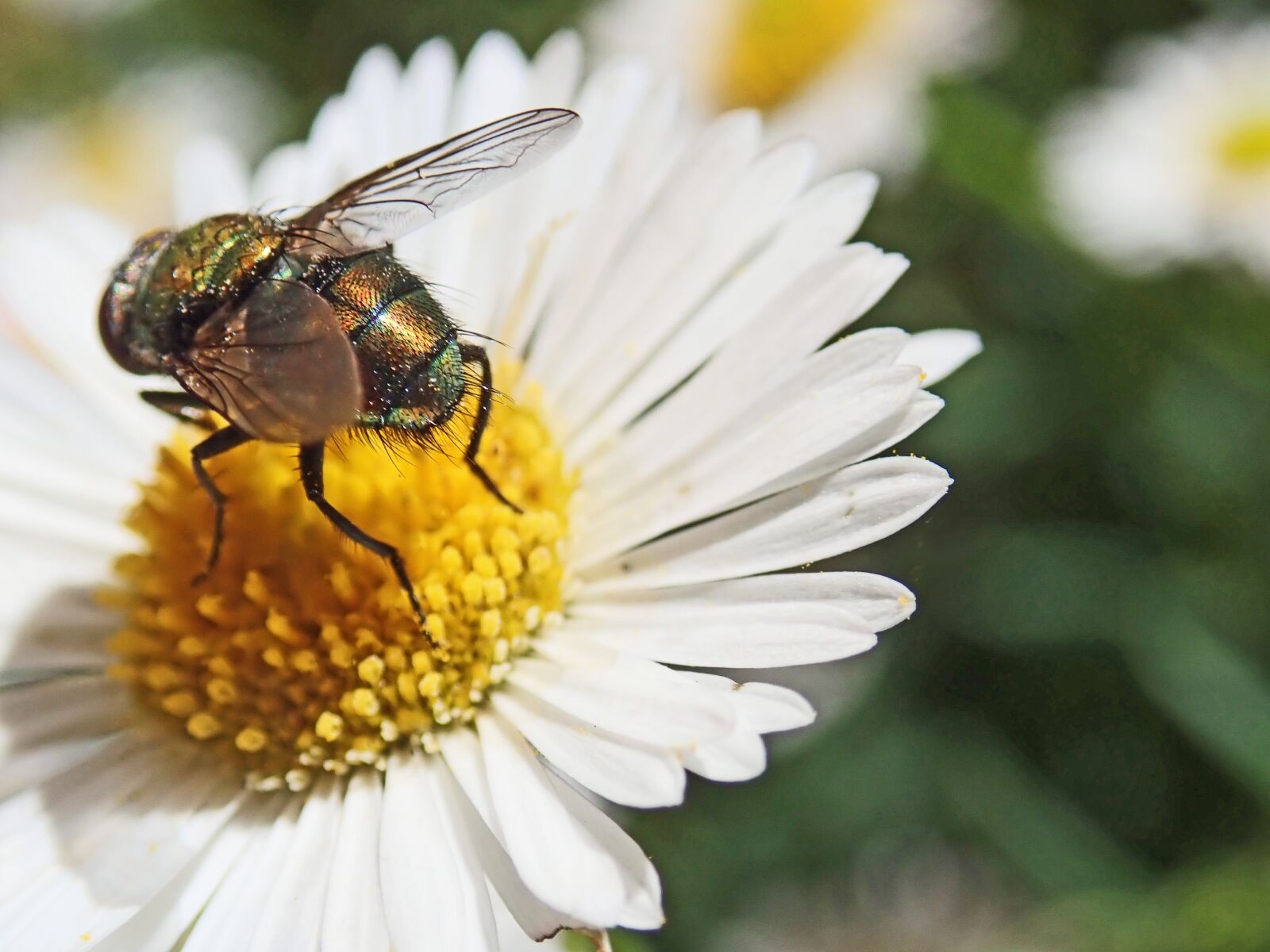 Olympus TG-5 sample photo. Insect, fly, pest photography