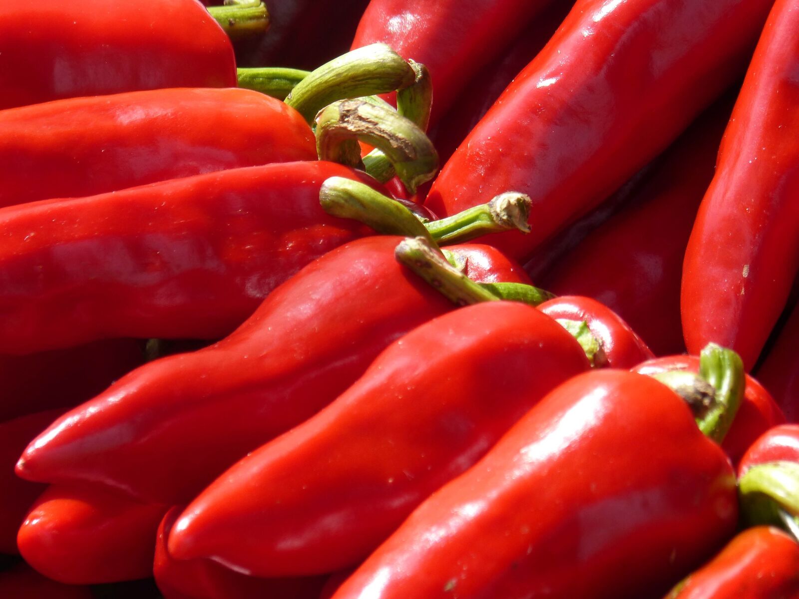 Panasonic DMC-FZ62 sample photo. Pepper, red pepper, ezpeleta photography
