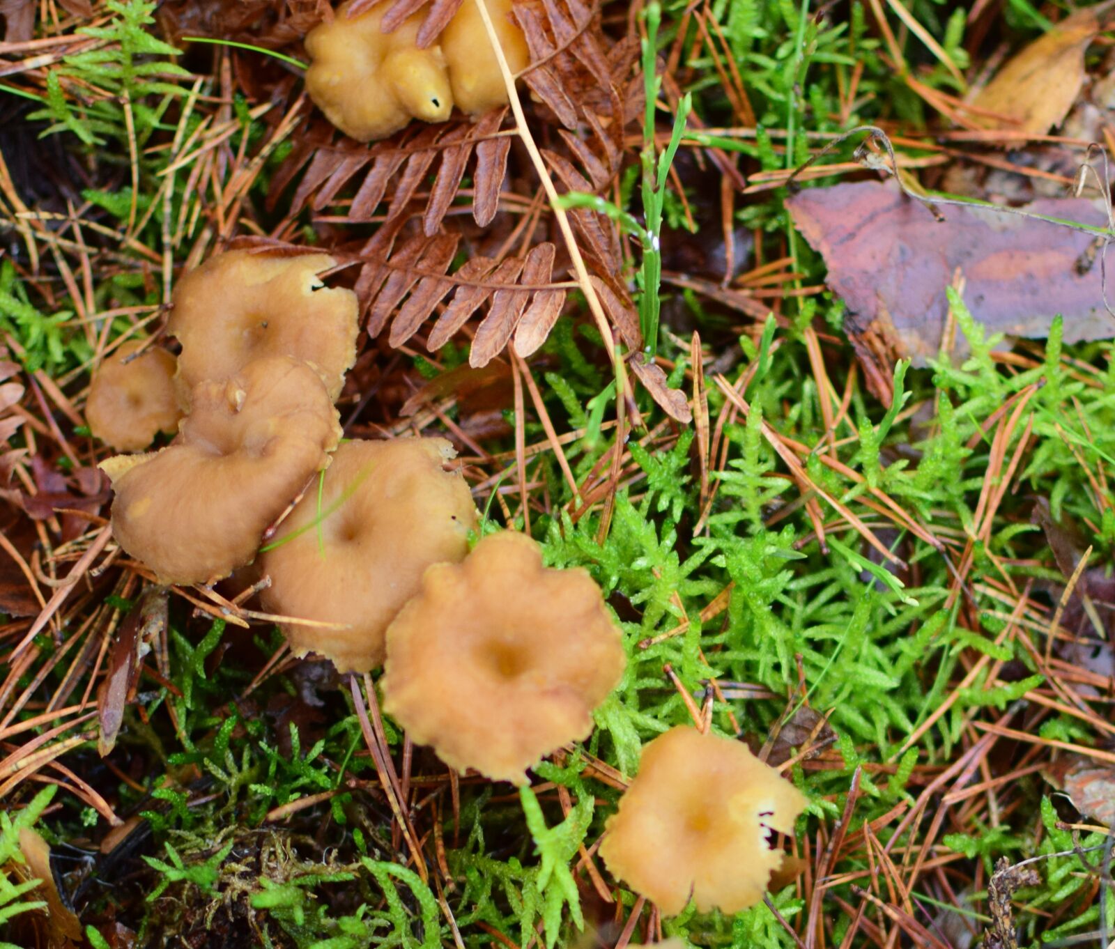 Nikon D5300 sample photo. Funnel chanterelles, chanterelles, mushroom photography