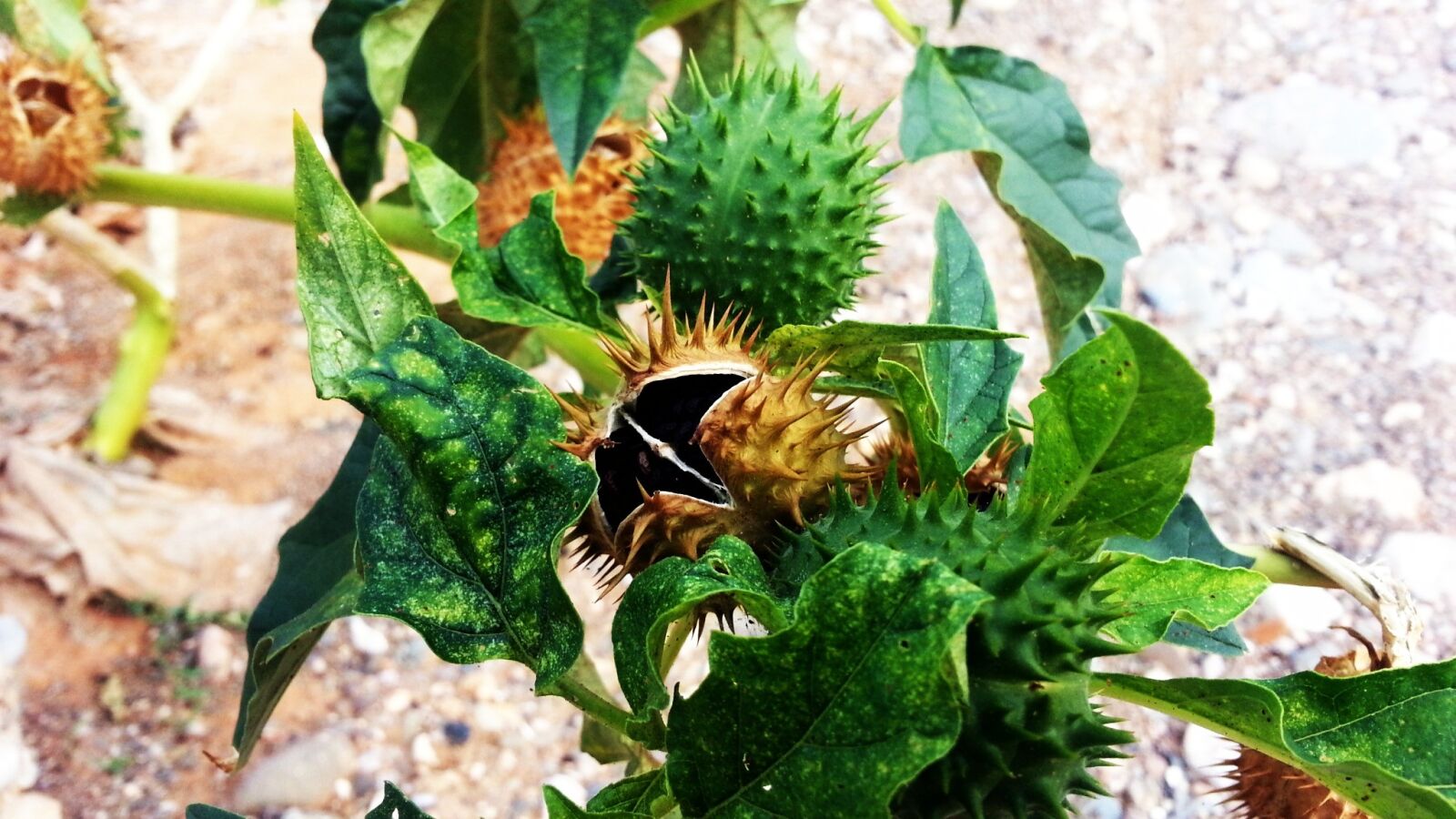 Samsung Galaxy Note2 sample photo. Flower, thorns, fruit photography