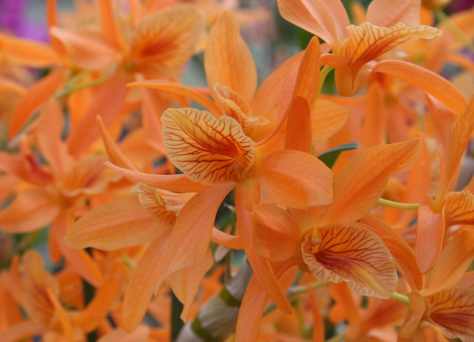 Canon EOS 350D (EOS Digital Rebel XT / EOS Kiss Digital N) sample photo. Orange orchid, orchids, flower photography