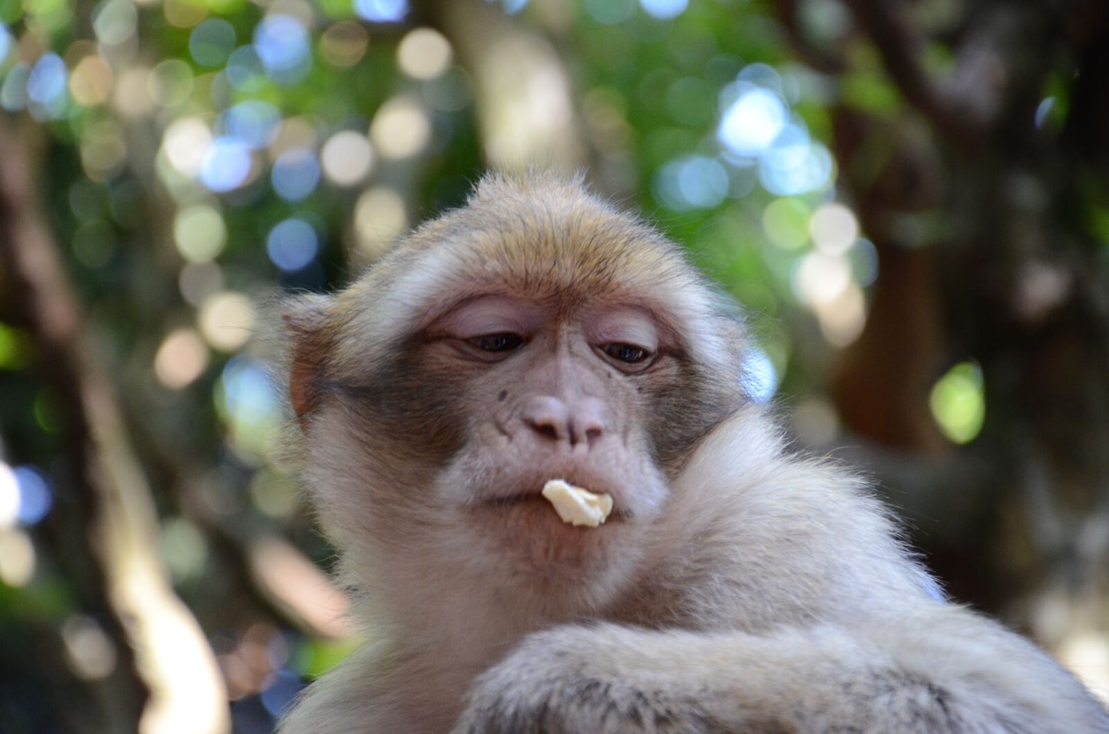 Nikon D7000 sample photo. Monkey, face, zoo photography