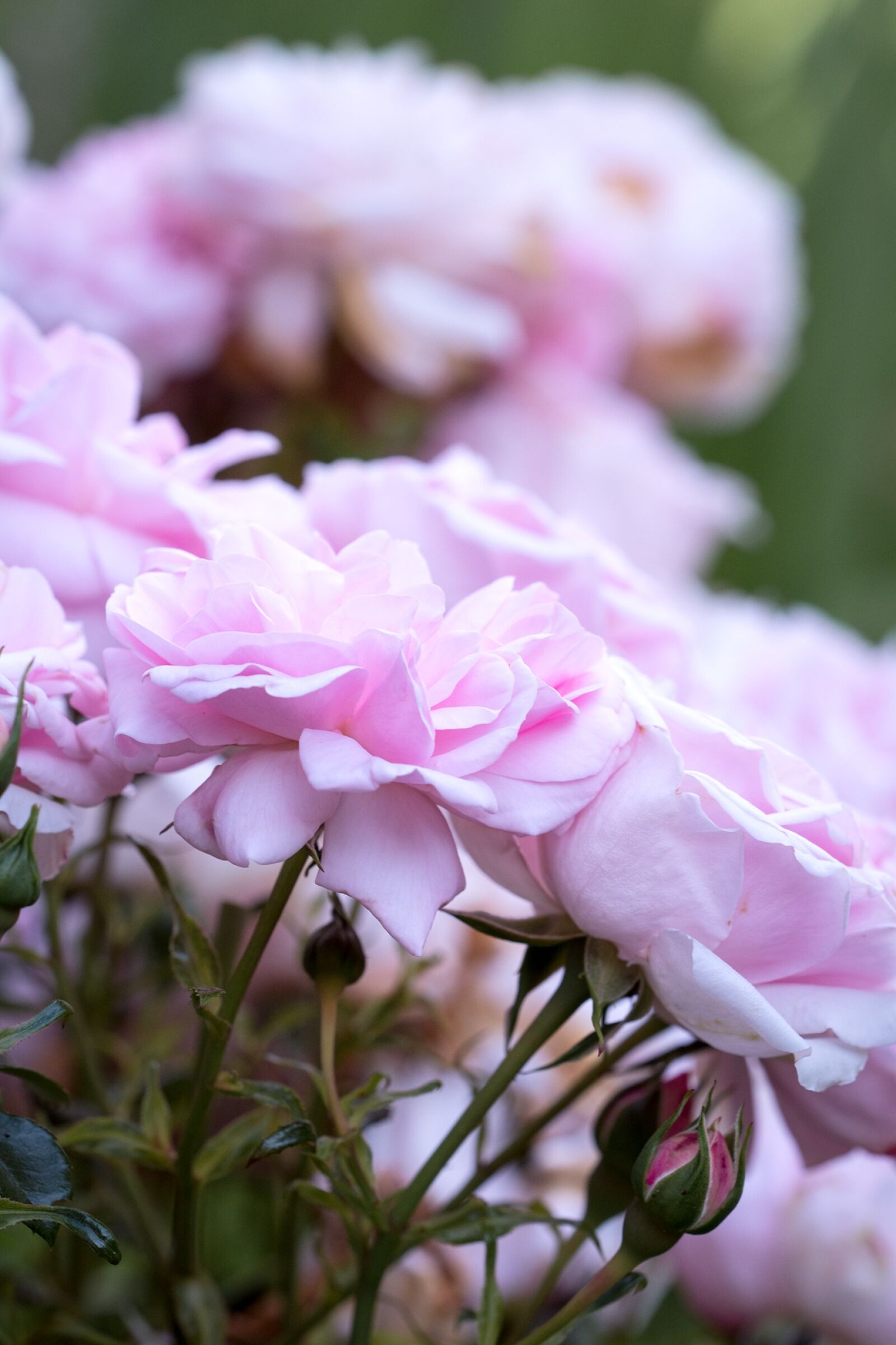 Nikon D7100 sample photo. Roses, pink, pink roses photography