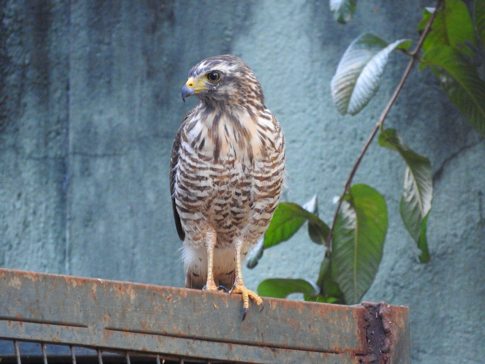 Nikon Coolpix P610 sample photo. Falcon, bird, nature photography