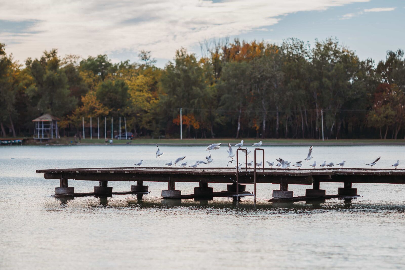 Canon EF 135mm F2L USM sample photo. Harbour, lake, seagulls, water photography