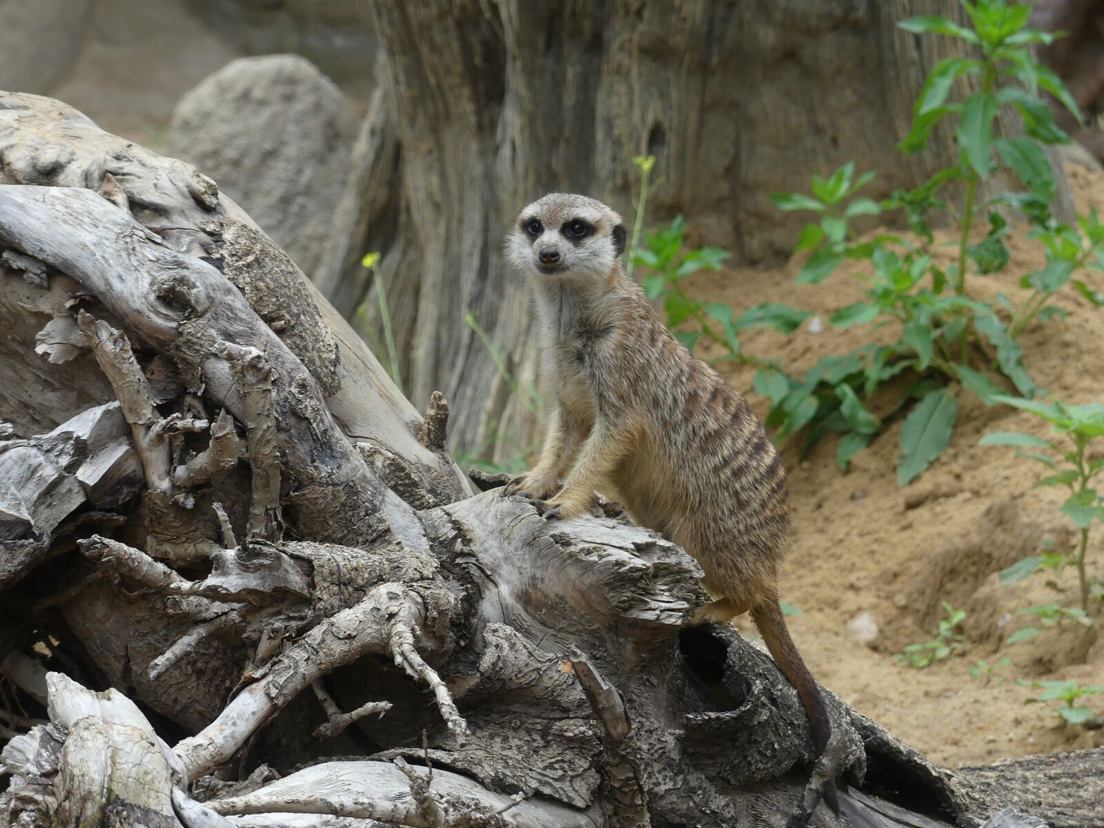 Panasonic Lumix DMC-FZ300 sample photo. Meerkat, wildlife, africa photography
