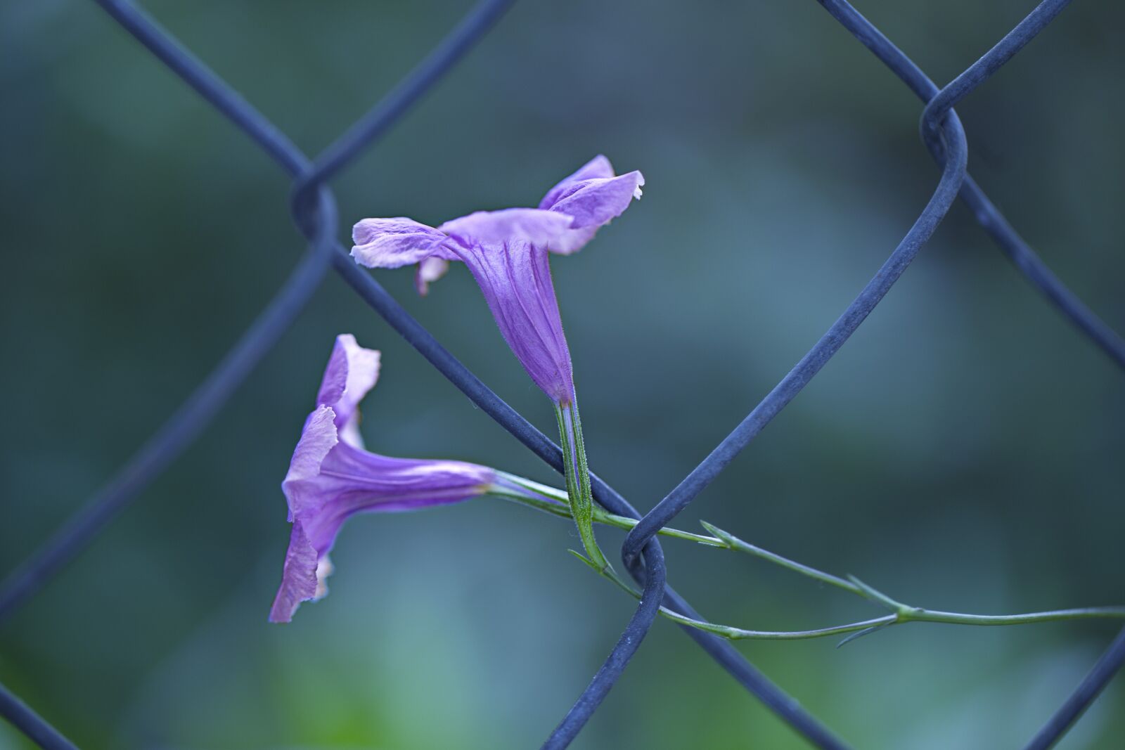 Canon EF 100mm F2.8L Macro IS USM sample photo. Flora, nature, violet photography