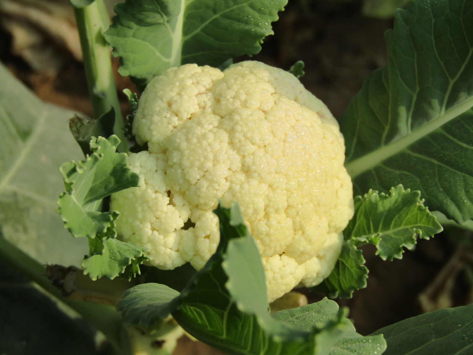 Canon PowerShot SX410 IS sample photo. Cauliflower, cauliflowerrice, cauliflowerpizza, c photography