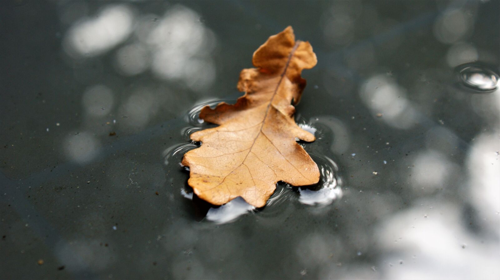 Sony Alpha DSLR-A350 sample photo. Leaf, float, water photography