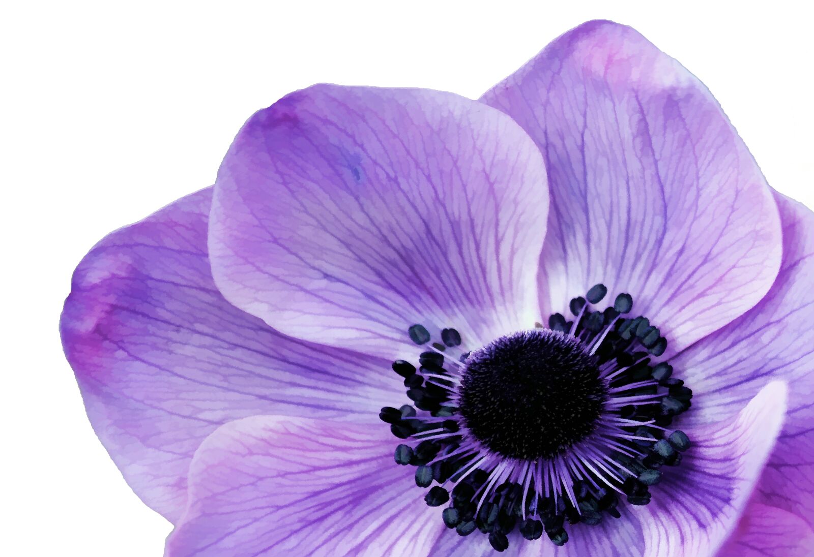 Canon EOS 550D (EOS Rebel T2i / EOS Kiss X4) sample photo. Anemone, bloom, blooming, botanical photography