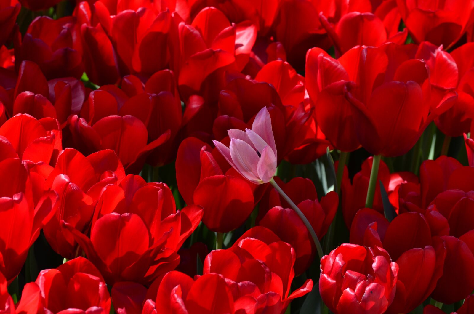 Nikon D5100 sample photo. Tulip, flower, orange photography