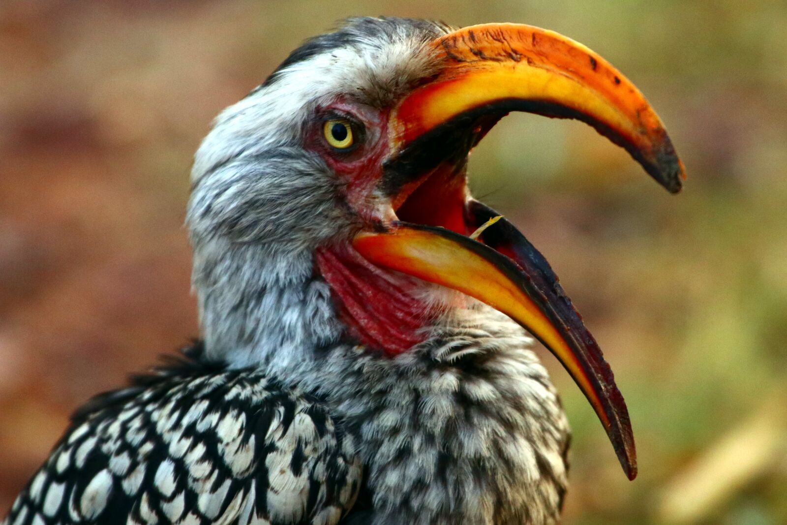 Canon EOS 80D sample photo. Bird, safari, animal world photography