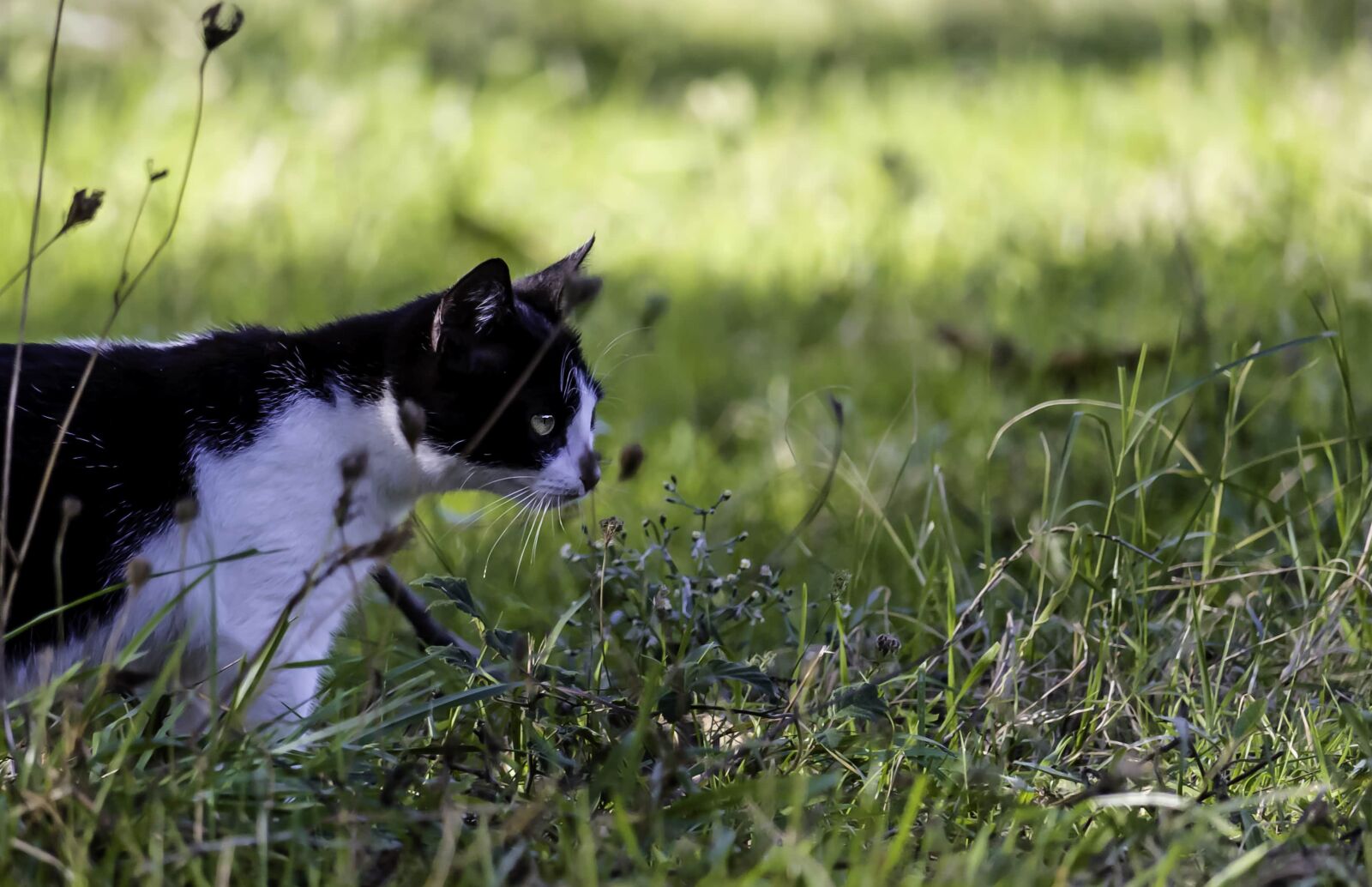 Canon EF-S 55-250mm F4-5.6 IS STM sample photo. Cat, curious, domestic cat photography