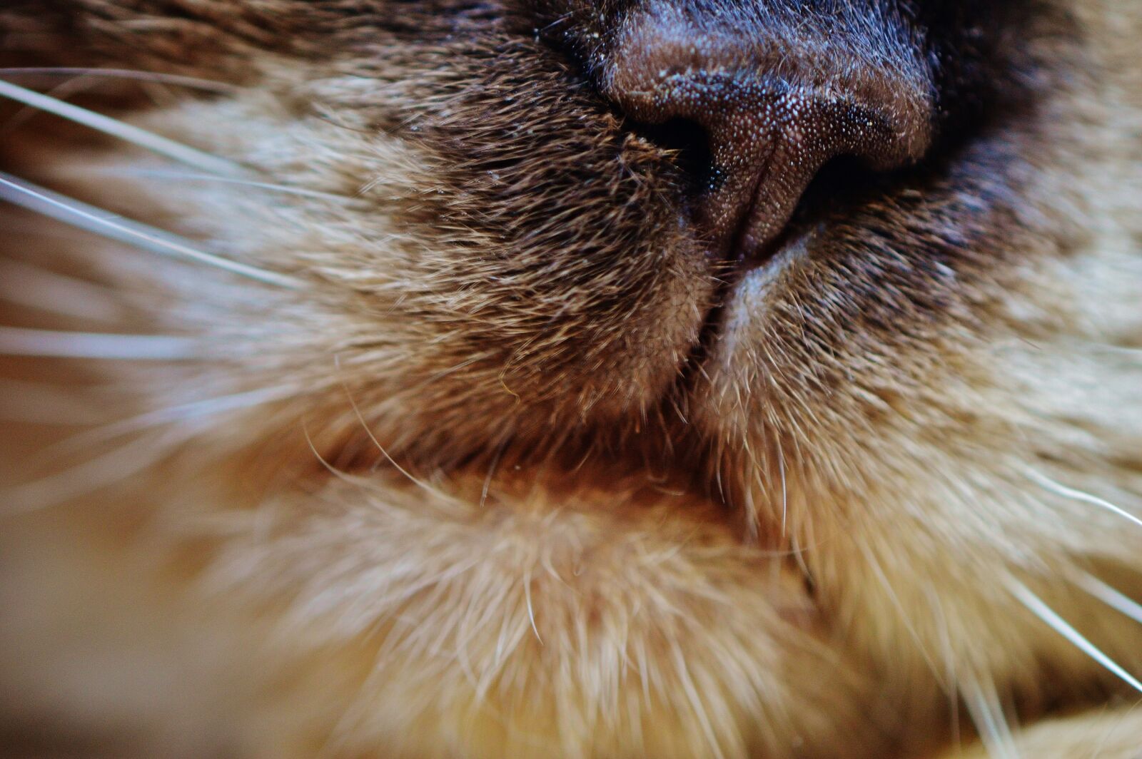 Nikon D3200 sample photo. Cat, nose, snout photography