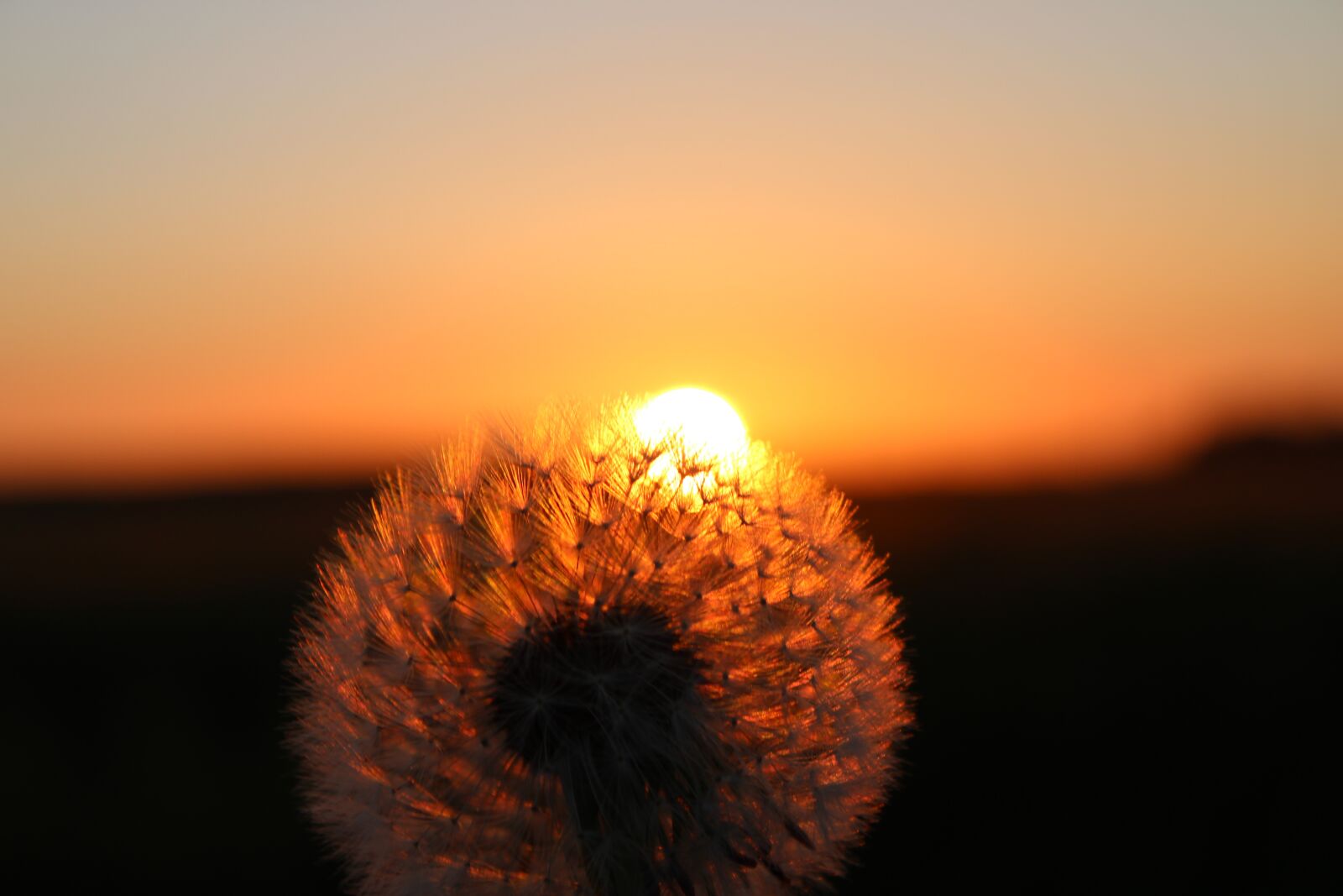 Canon EOS 2000D (EOS Rebel T7 / EOS Kiss X90 / EOS 1500D) + Canon EF-S 18-55mm F3.5-5.6 IS II sample photo. Sunset, dandelion, field photography