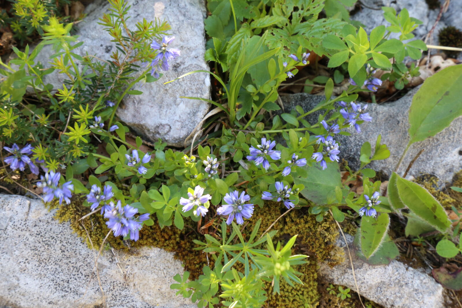 Canon EF 24-105mm F4L IS USM sample photo. Alps, flowers photography