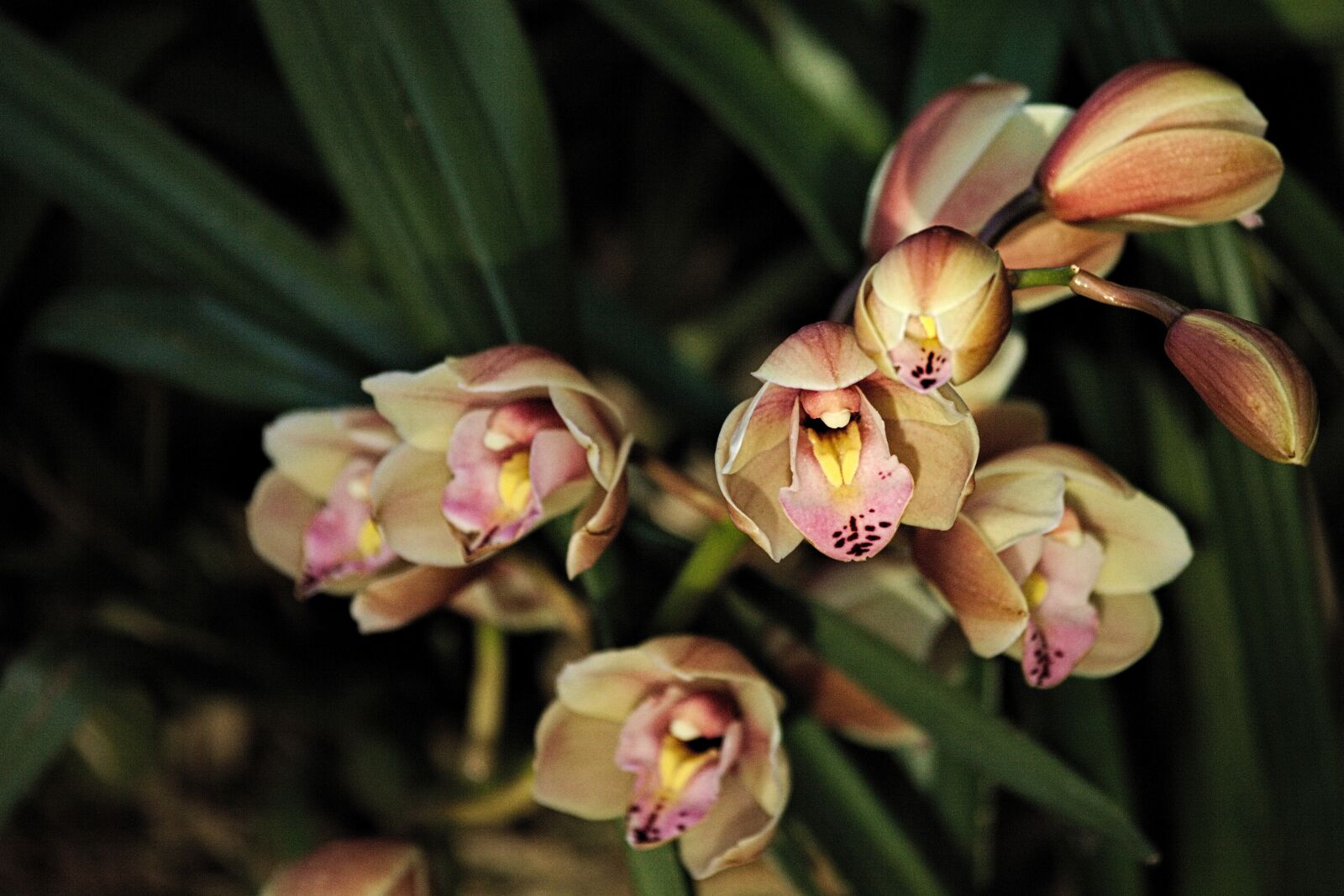 Canon EOS 5D Mark II sample photo. Orchid, flower, exotic photography