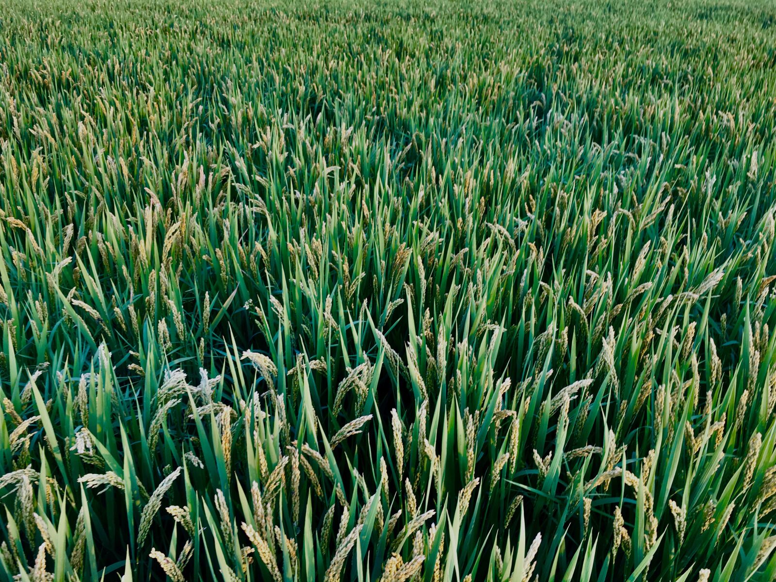 iPhone 6s back camera 4.15mm f/2.2 sample photo. Field, grass, crops photography