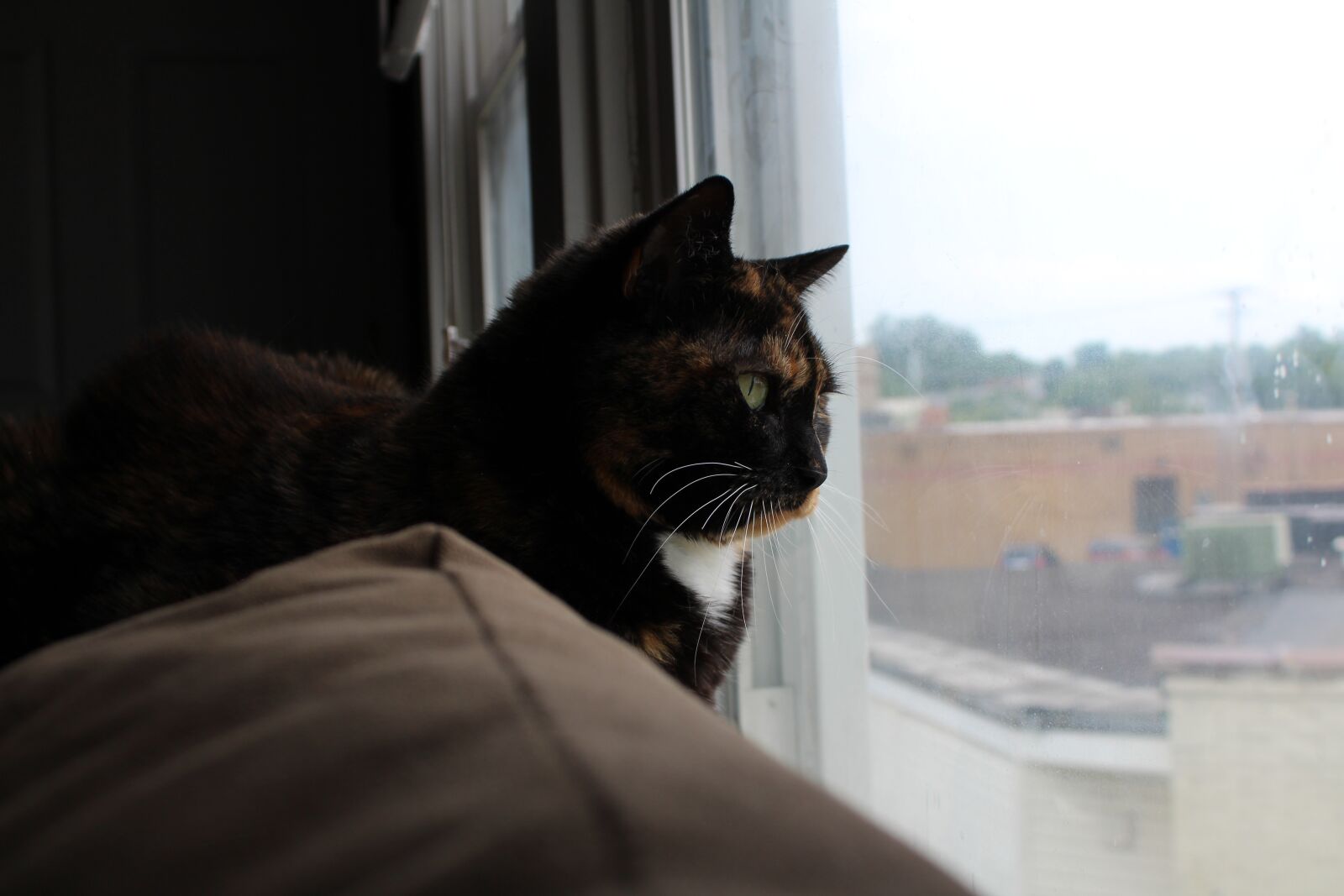 Canon EOS 1300D (EOS Rebel T6 / EOS Kiss X80) sample photo. Cat, calico, window photography